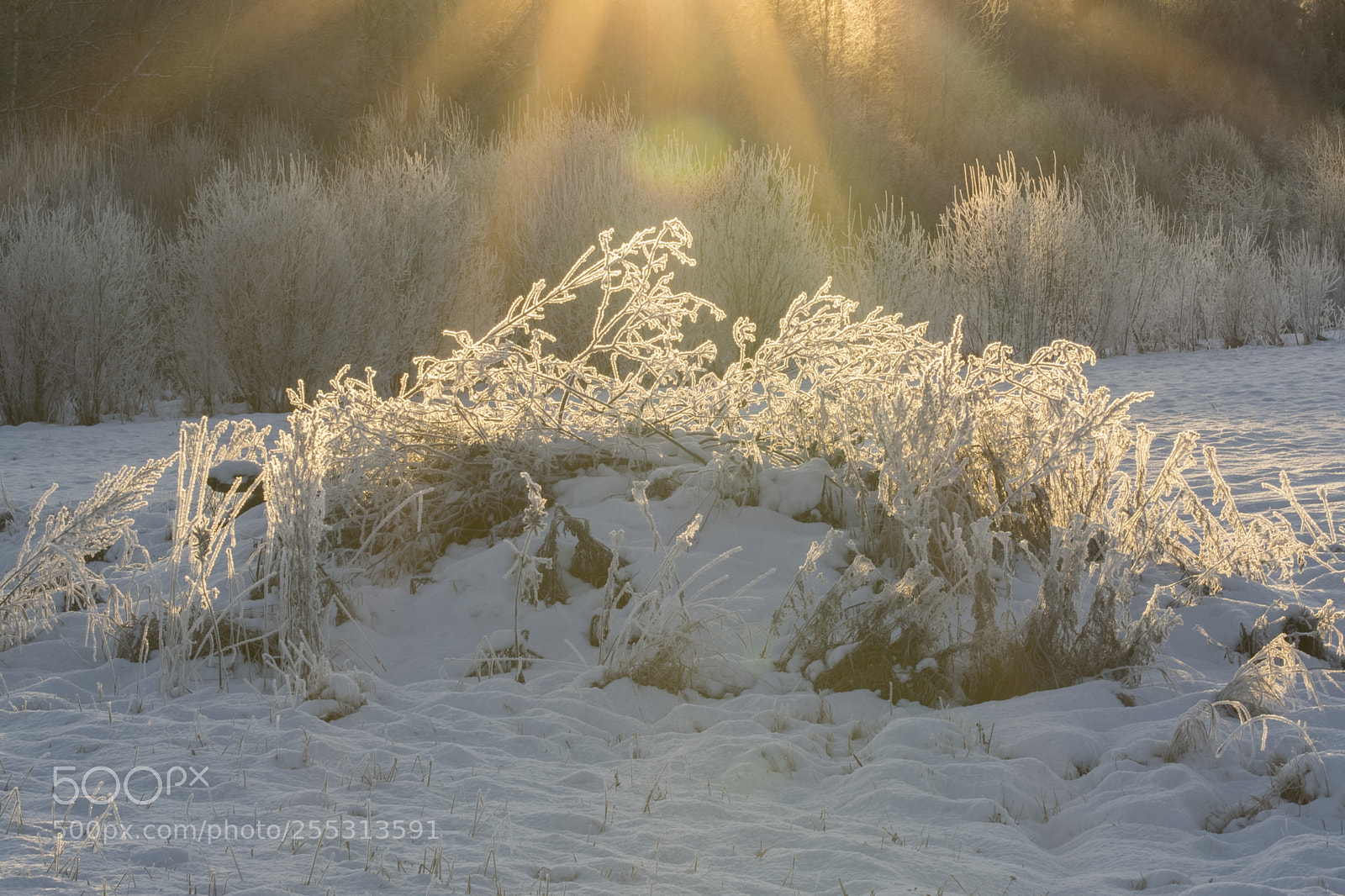 Nikon D5300 sample photo. Winter photography