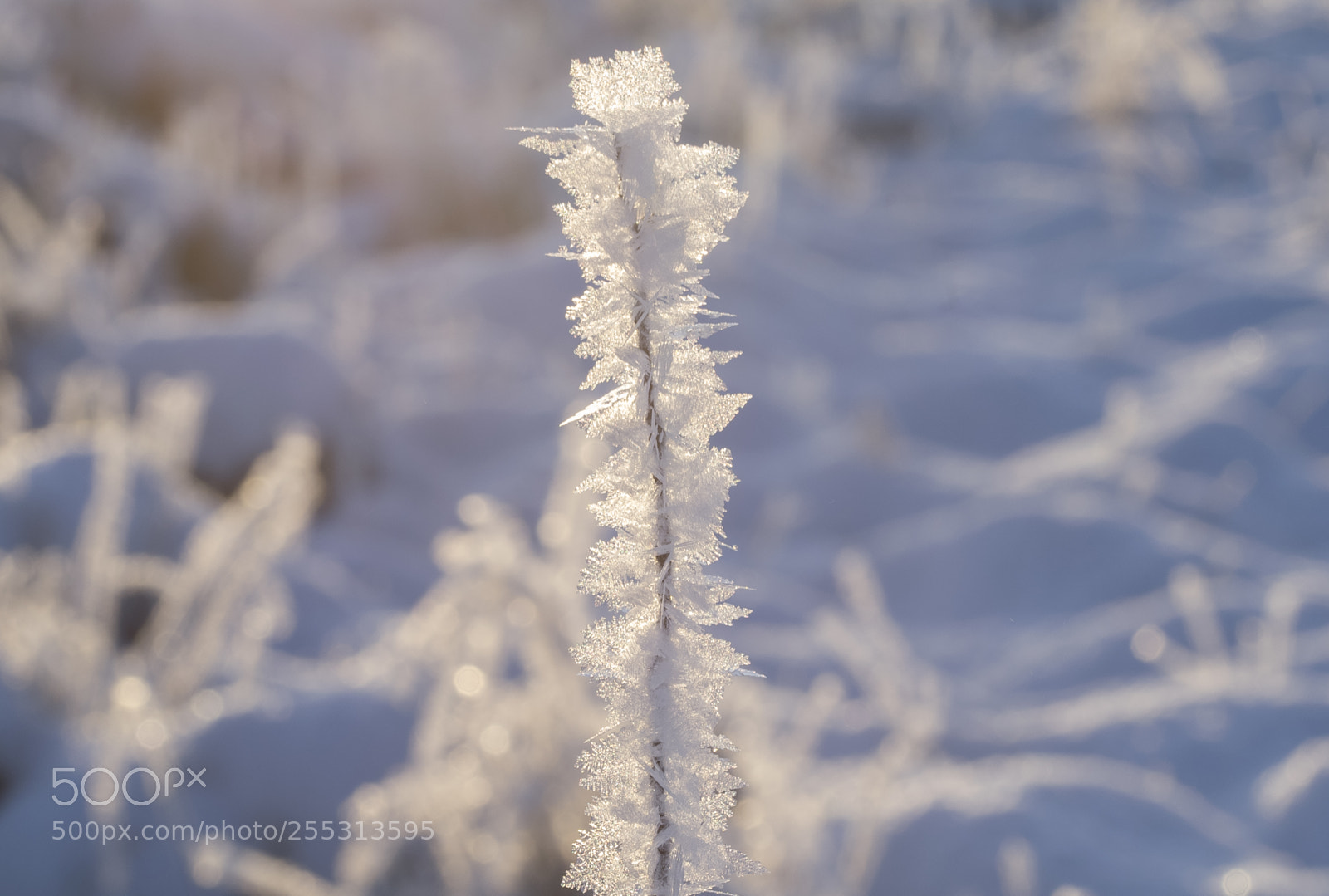 Nikon D5300 sample photo. Winter photography