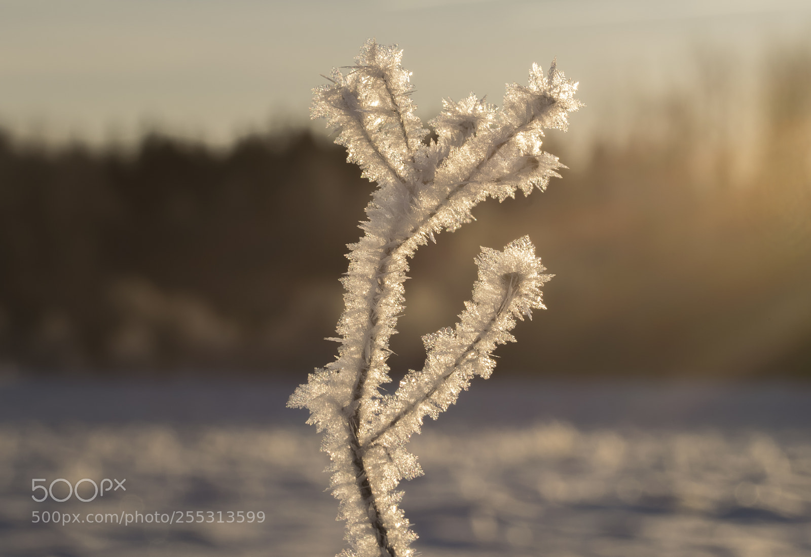 Nikon D5300 sample photo. Winter photography