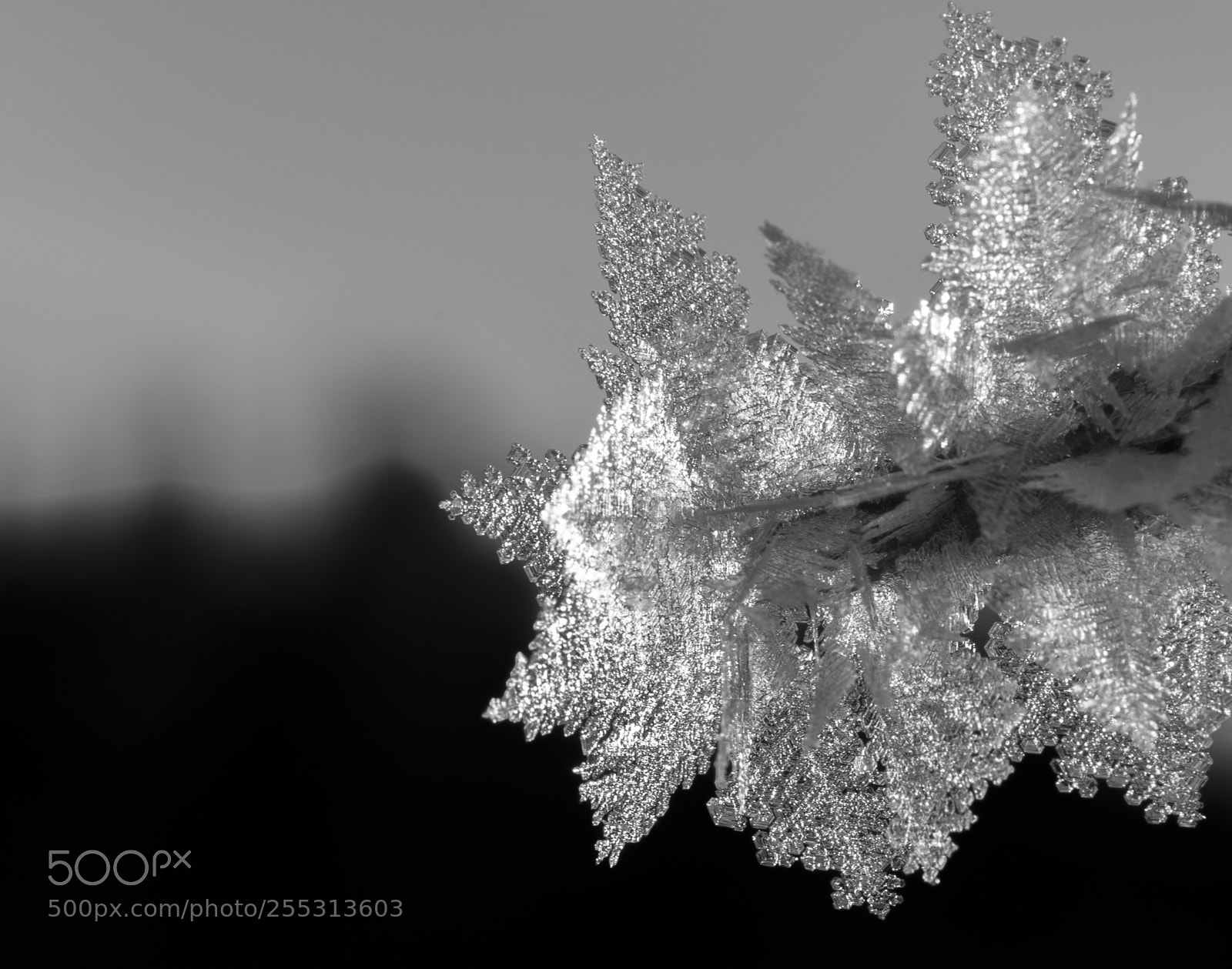 Nikon D5300 sample photo. Winter photography