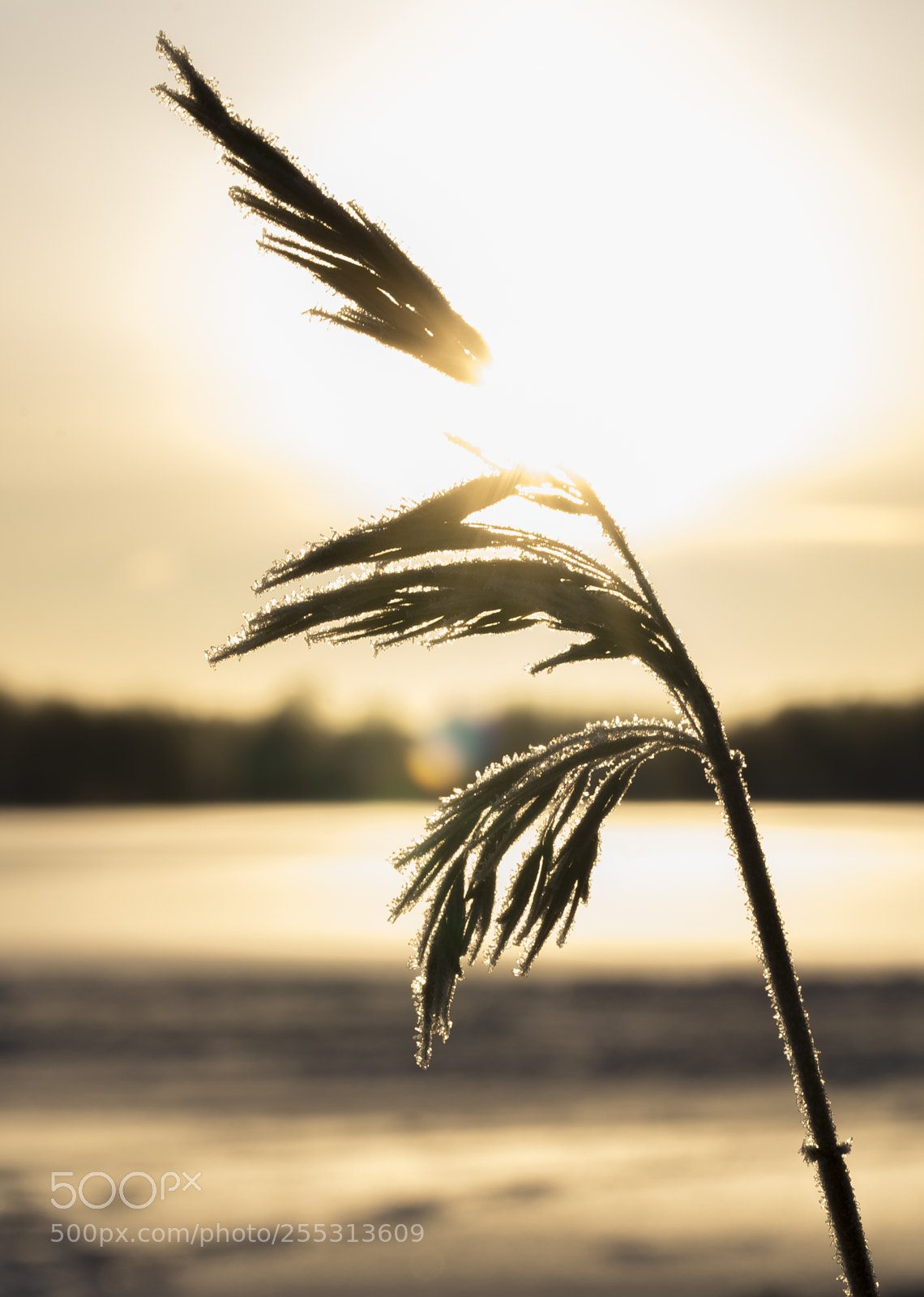 Nikon D5300 sample photo. Winter photography