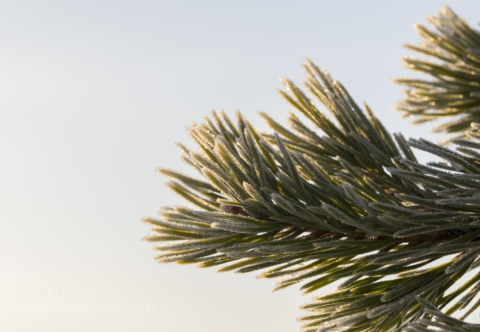 Nikon D5300 sample photo. Winter photography