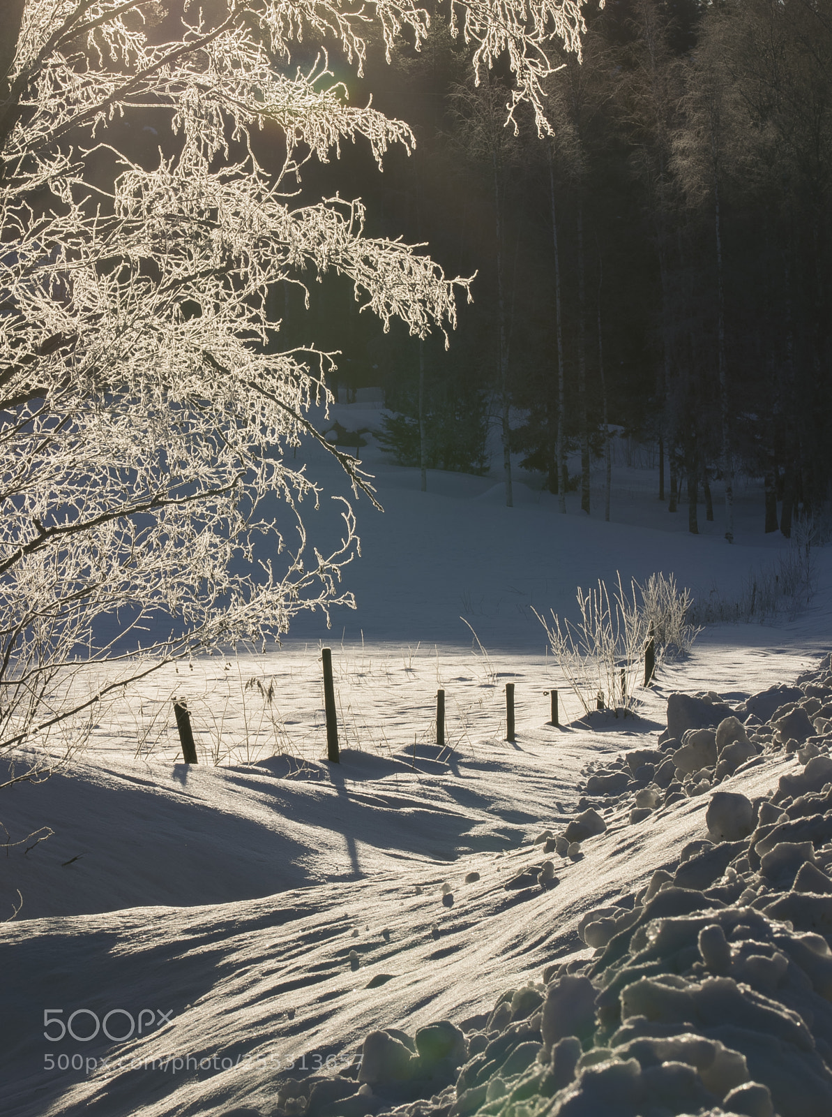 Nikon D5300 sample photo. Winter photography