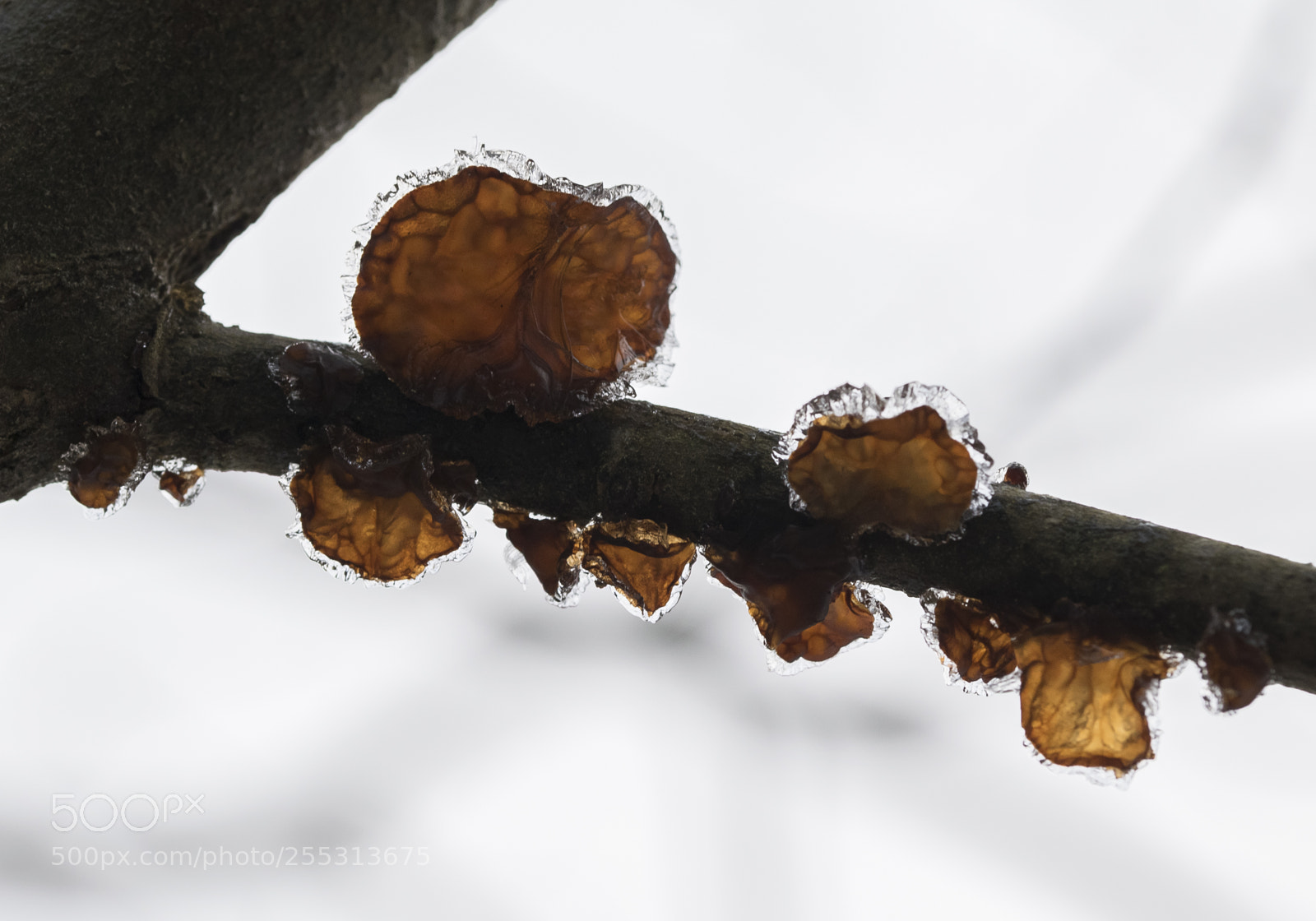 Nikon D5300 sample photo. Winter photography