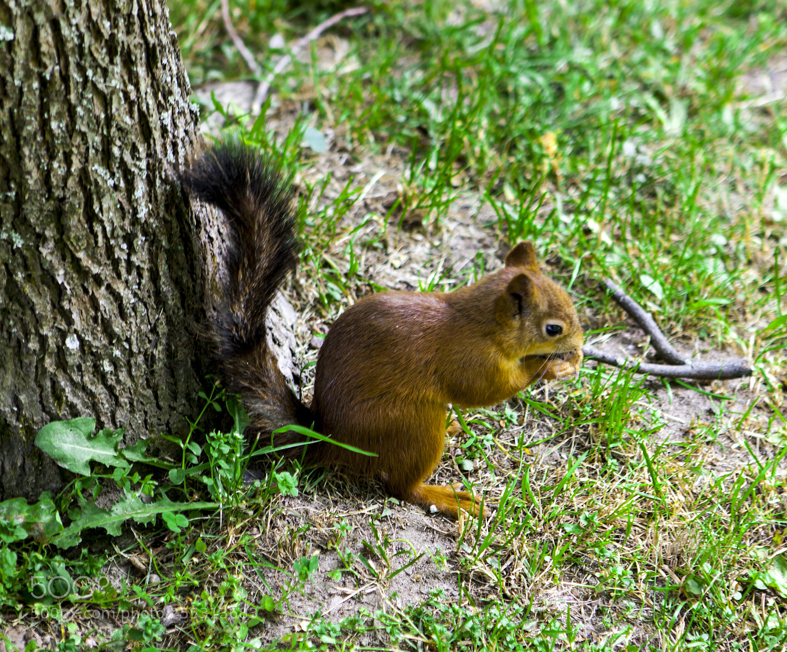 Canon EOS 5D Mark II sample photo. Squirrel eating nuts in photography