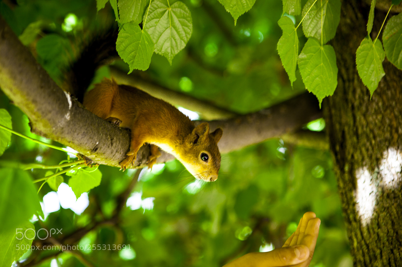 Canon EOS 5D Mark II sample photo. Squirrel eats nuts from photography