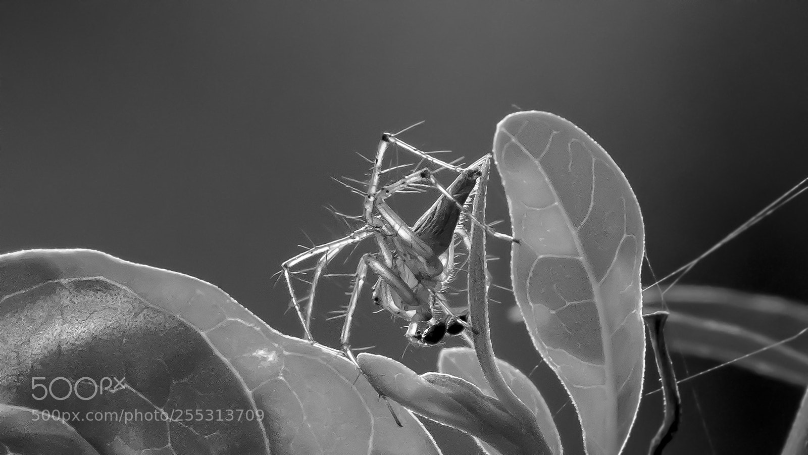 Canon EOS 80D sample photo. Lynx spider photography