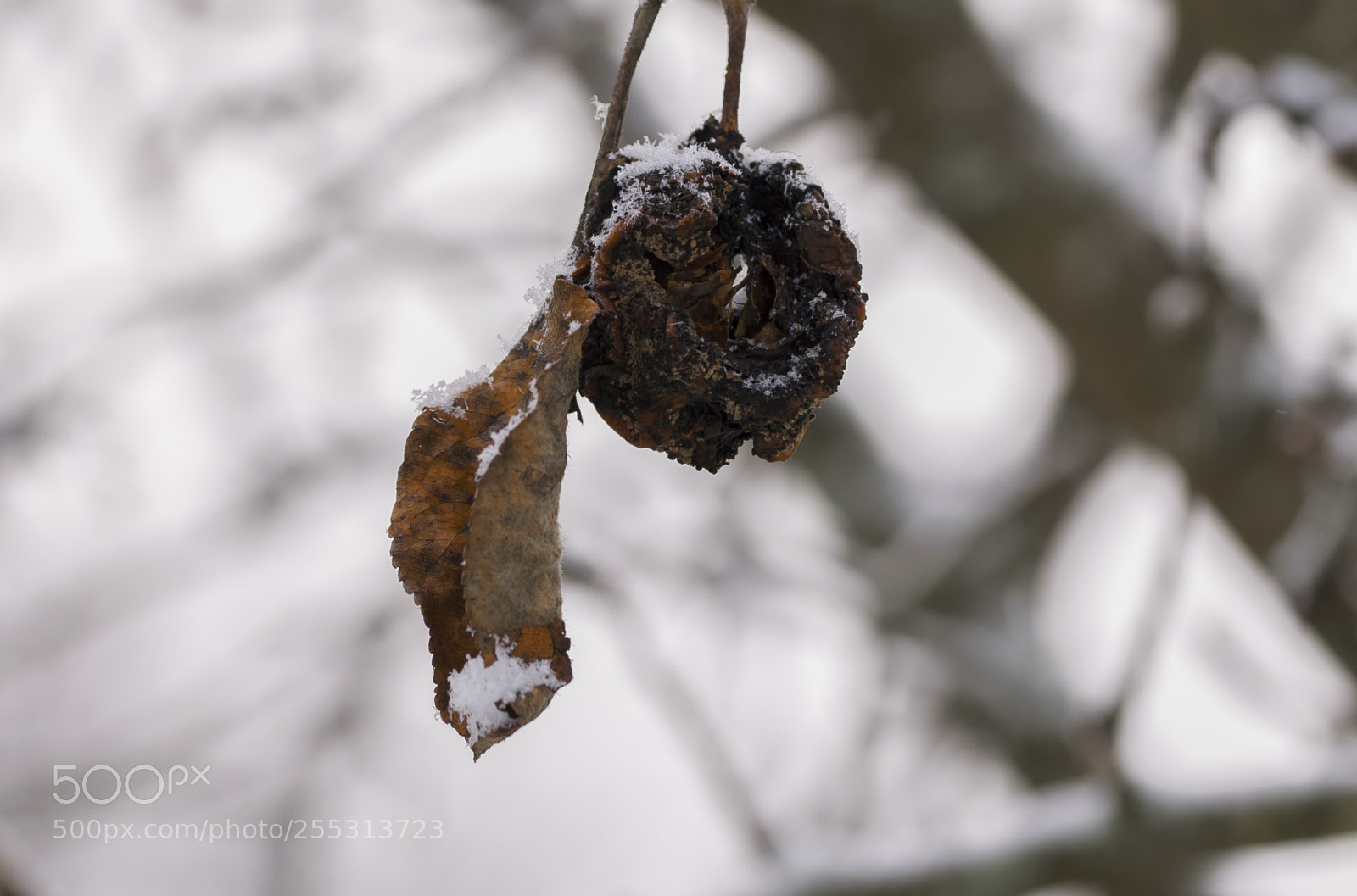 Nikon D5300 sample photo. Winter photography