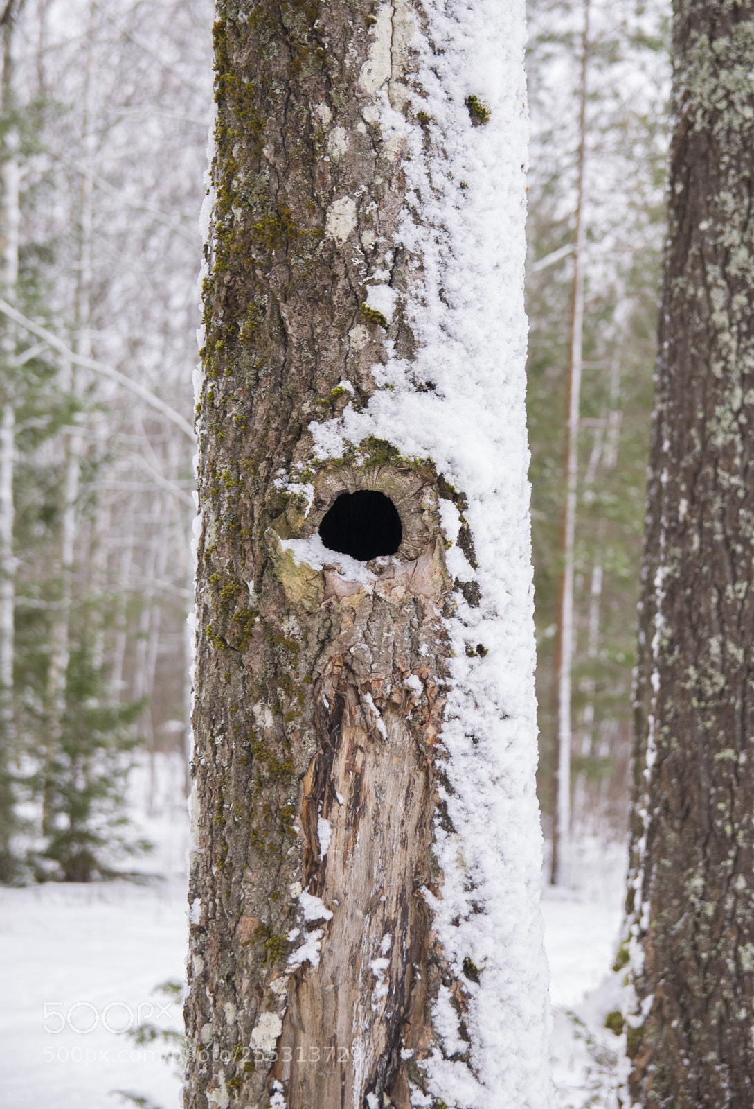 Nikon D5300 sample photo. Winter photography