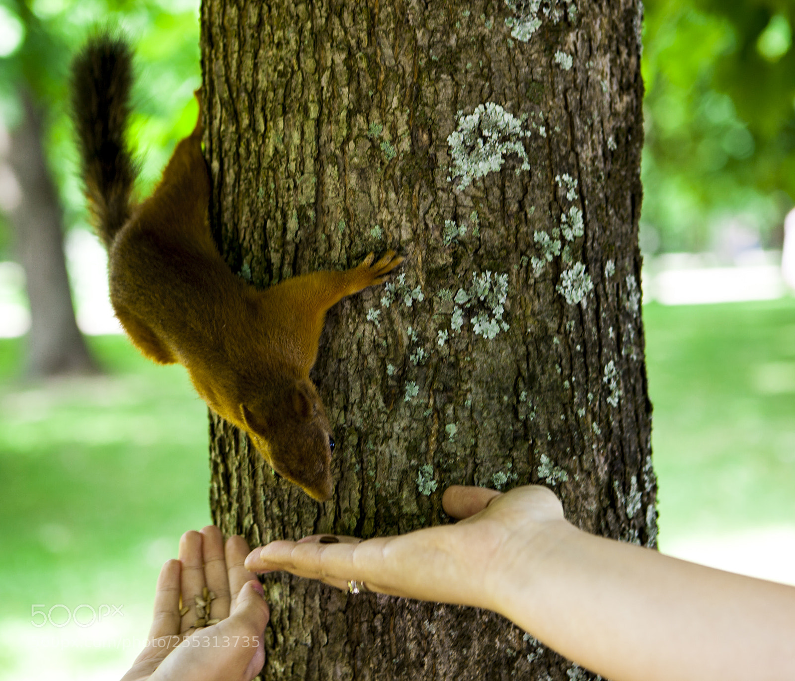 Canon EOS 5D Mark II sample photo. Squirrel eats nuts from photography