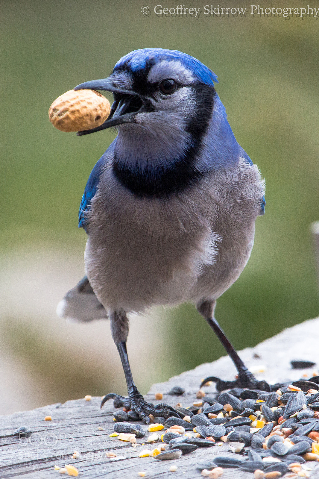 Canon EOS 650D (EOS Rebel T4i / EOS Kiss X6i) sample photo. Hungry jay photography