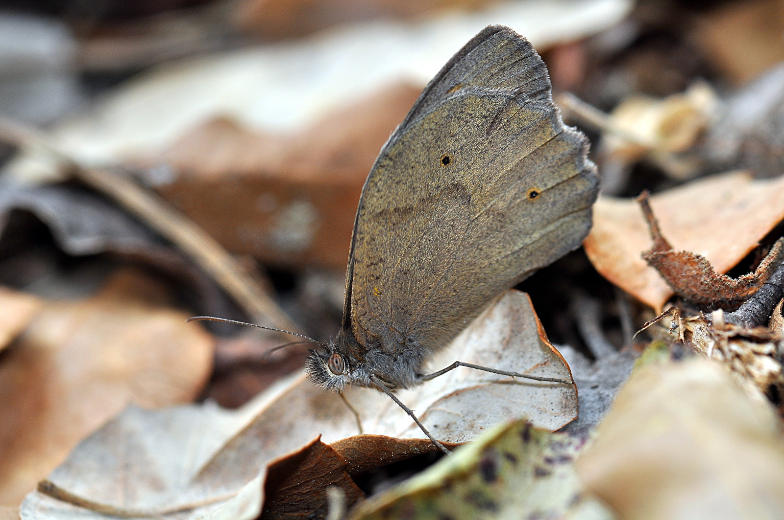 Sigma Macro 90mm F2.8 sample photo. A photography