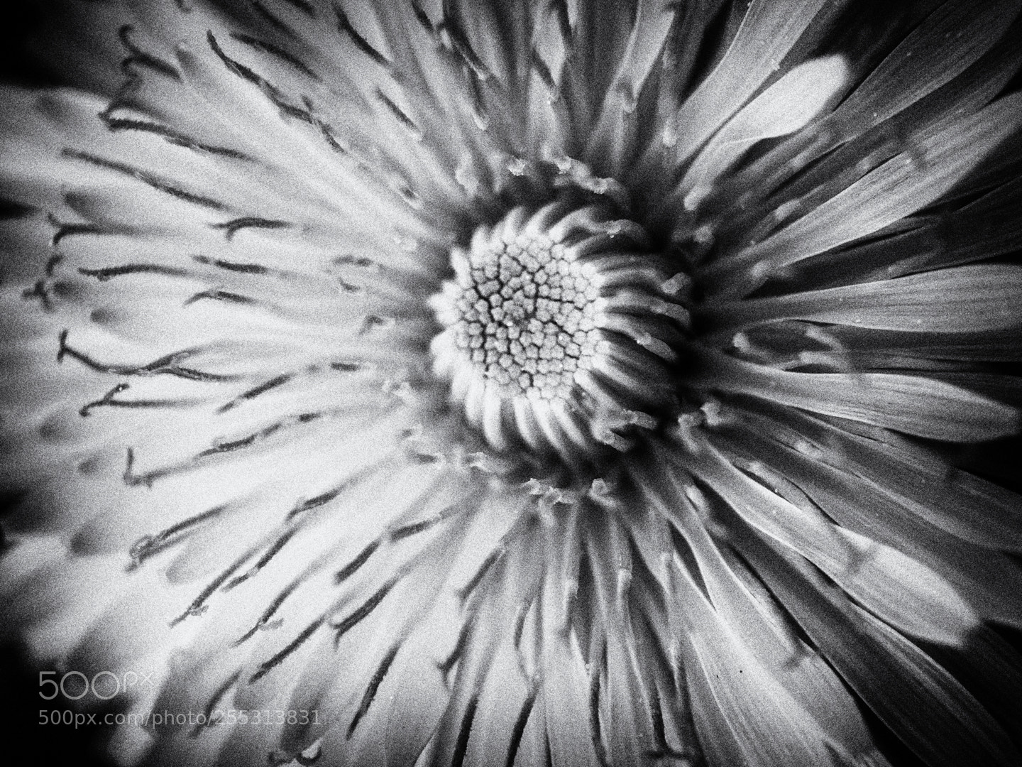 Apple iPhone SE sample photo. Dandelion photography