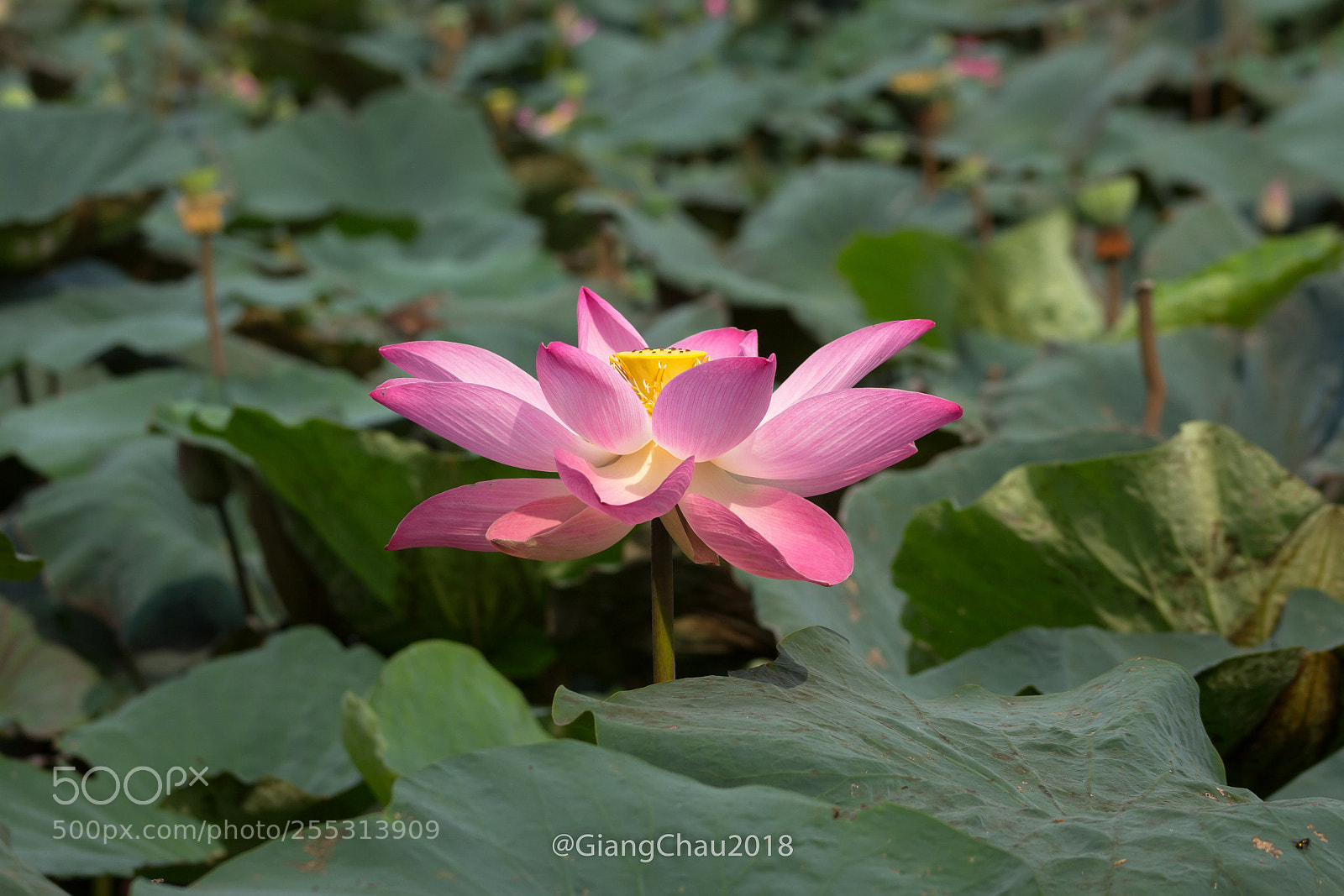 Canon EOS 60D sample photo. Untitled photography
