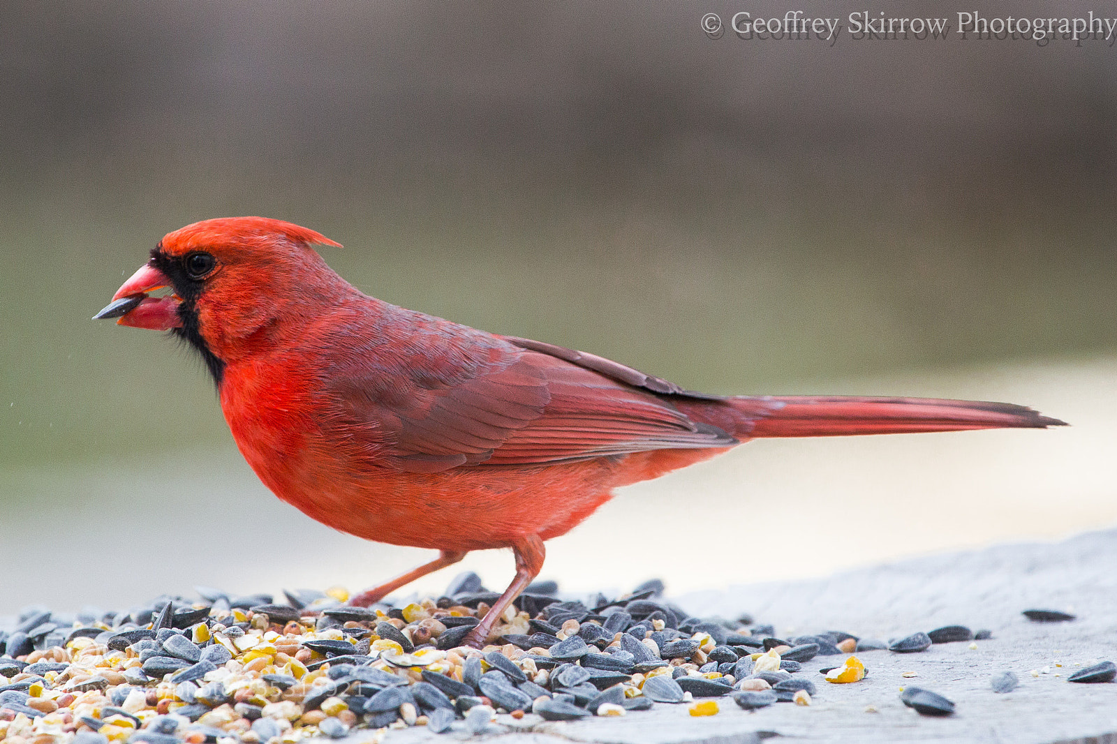 Canon EOS 6D sample photo. Hungry cardinal photography