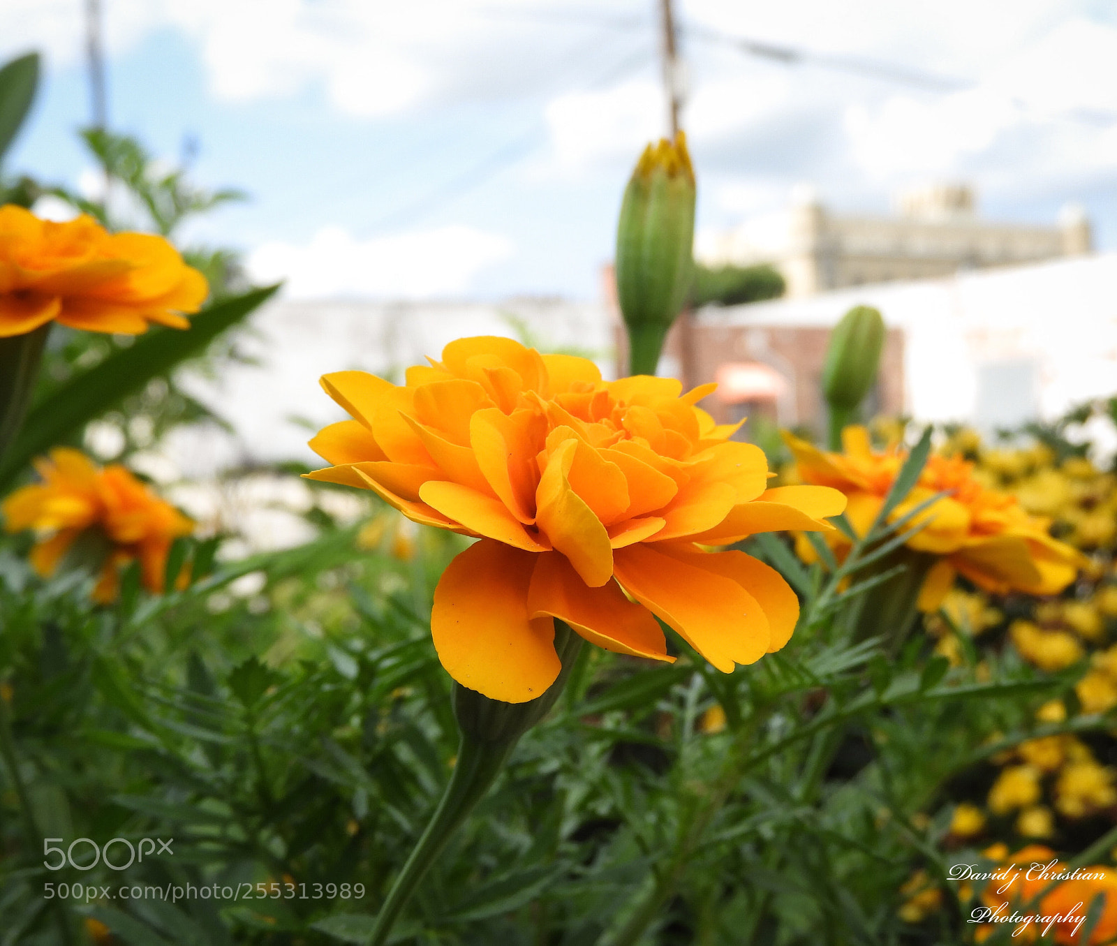 Nikon Coolpix B700 sample photo. Orange flower  photography