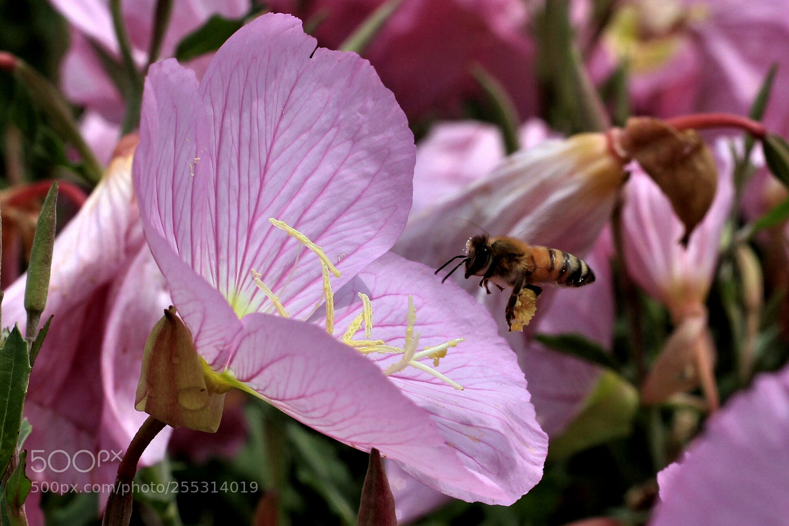 Canon EOS 700D (EOS Rebel T5i / EOS Kiss X7i) sample photo. Sweet bea photography