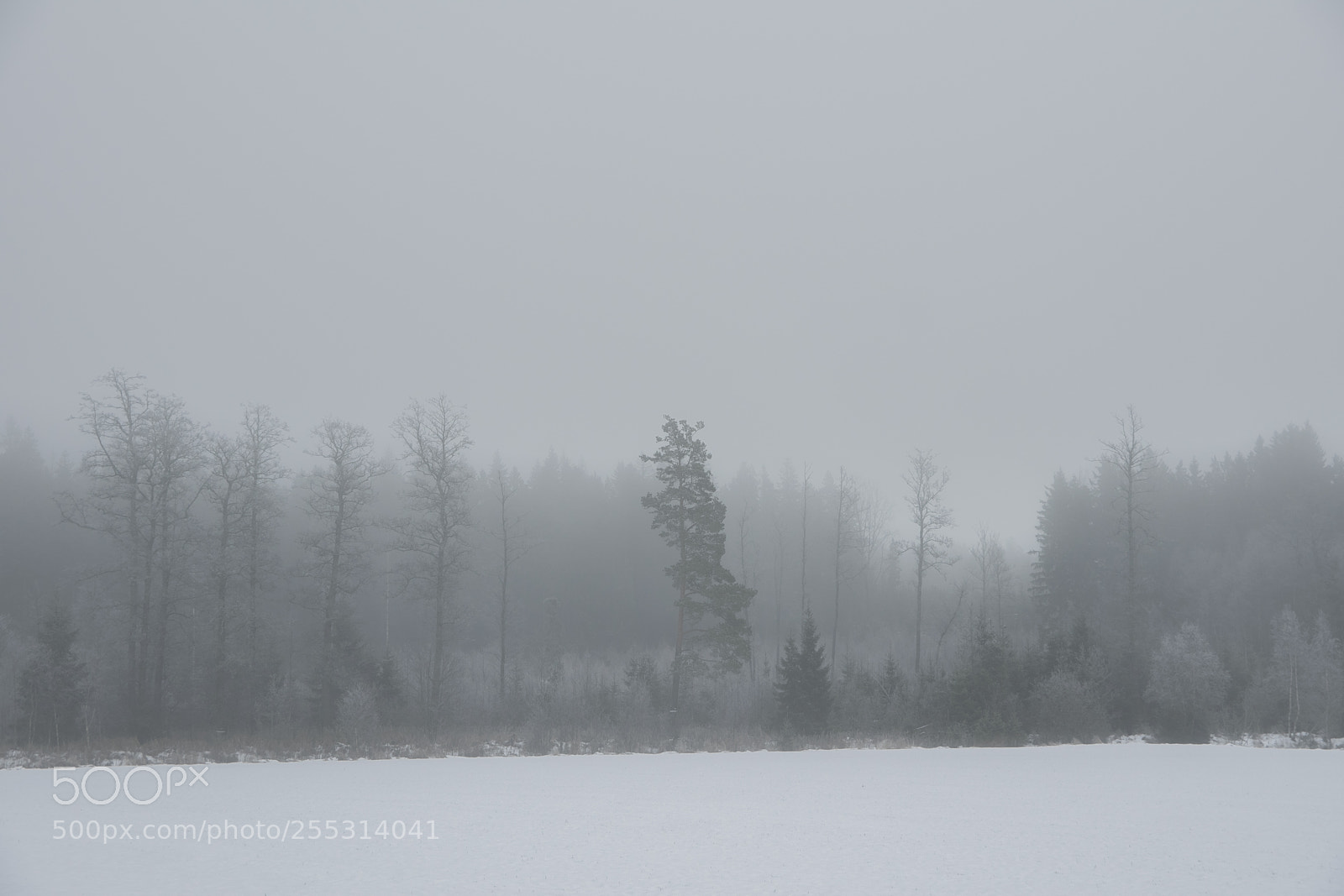 Nikon D5300 sample photo. Winter photography