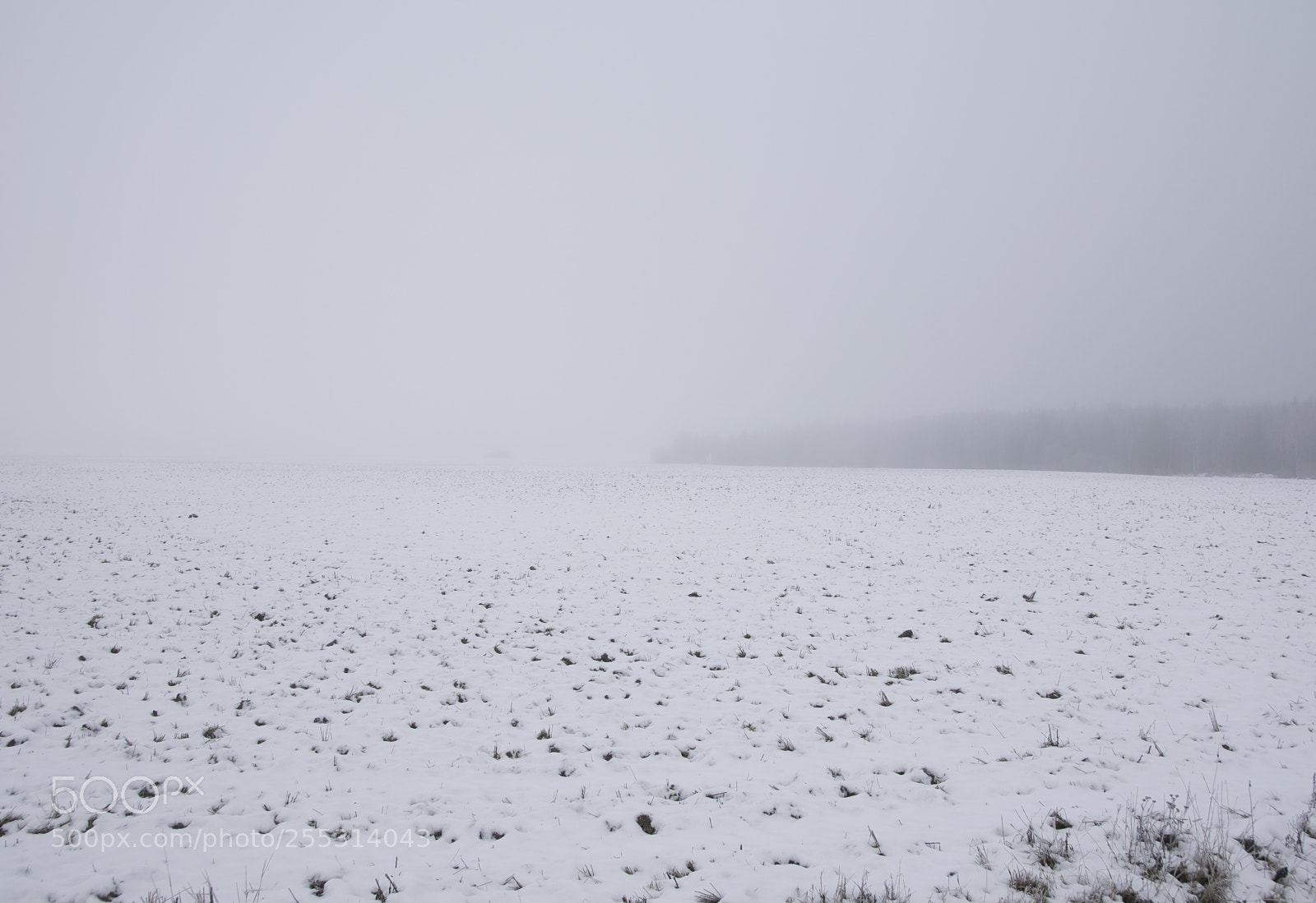 Nikon D5300 sample photo. Winter photography