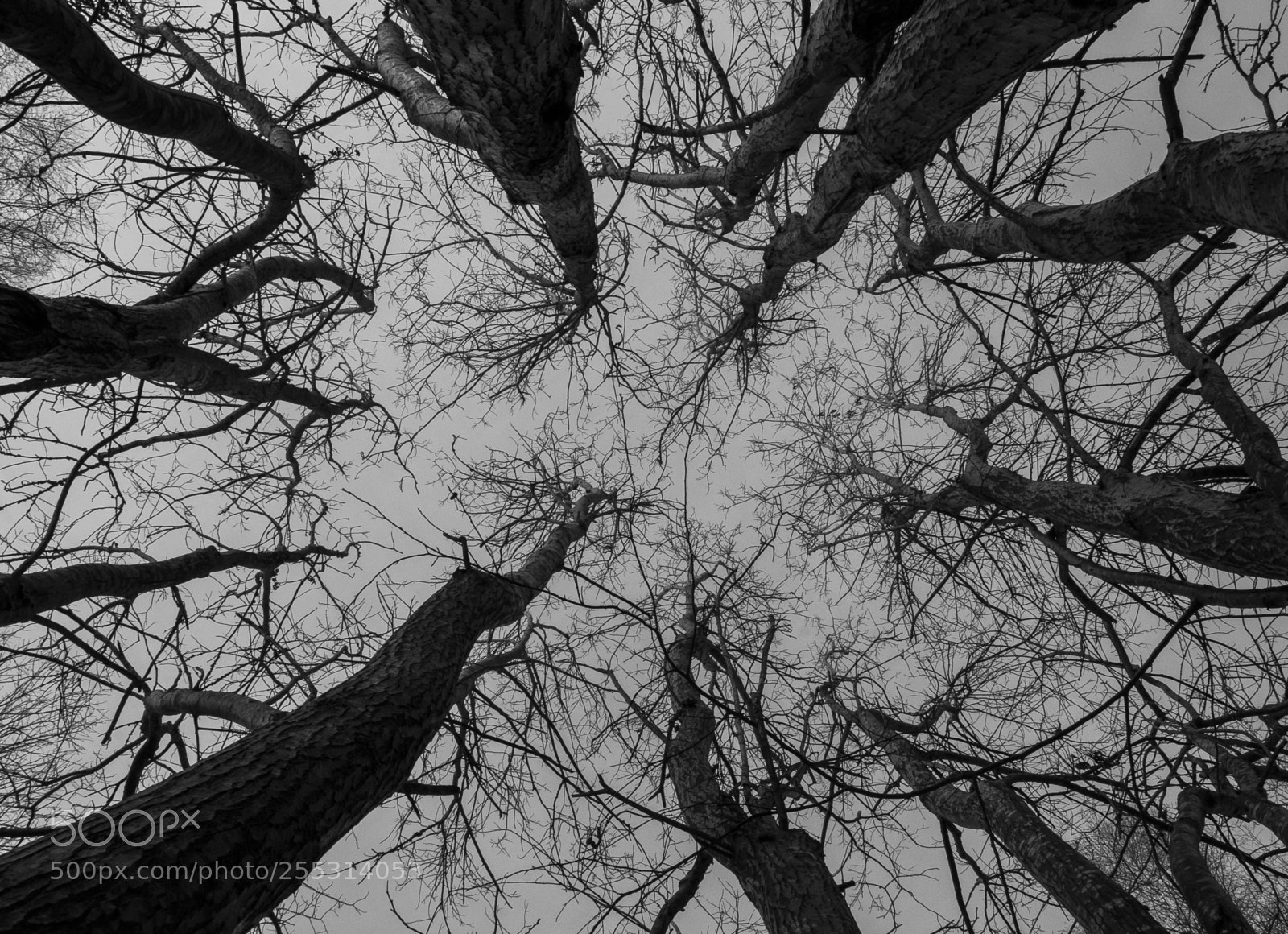 Nikon D5300 sample photo. Winter photography