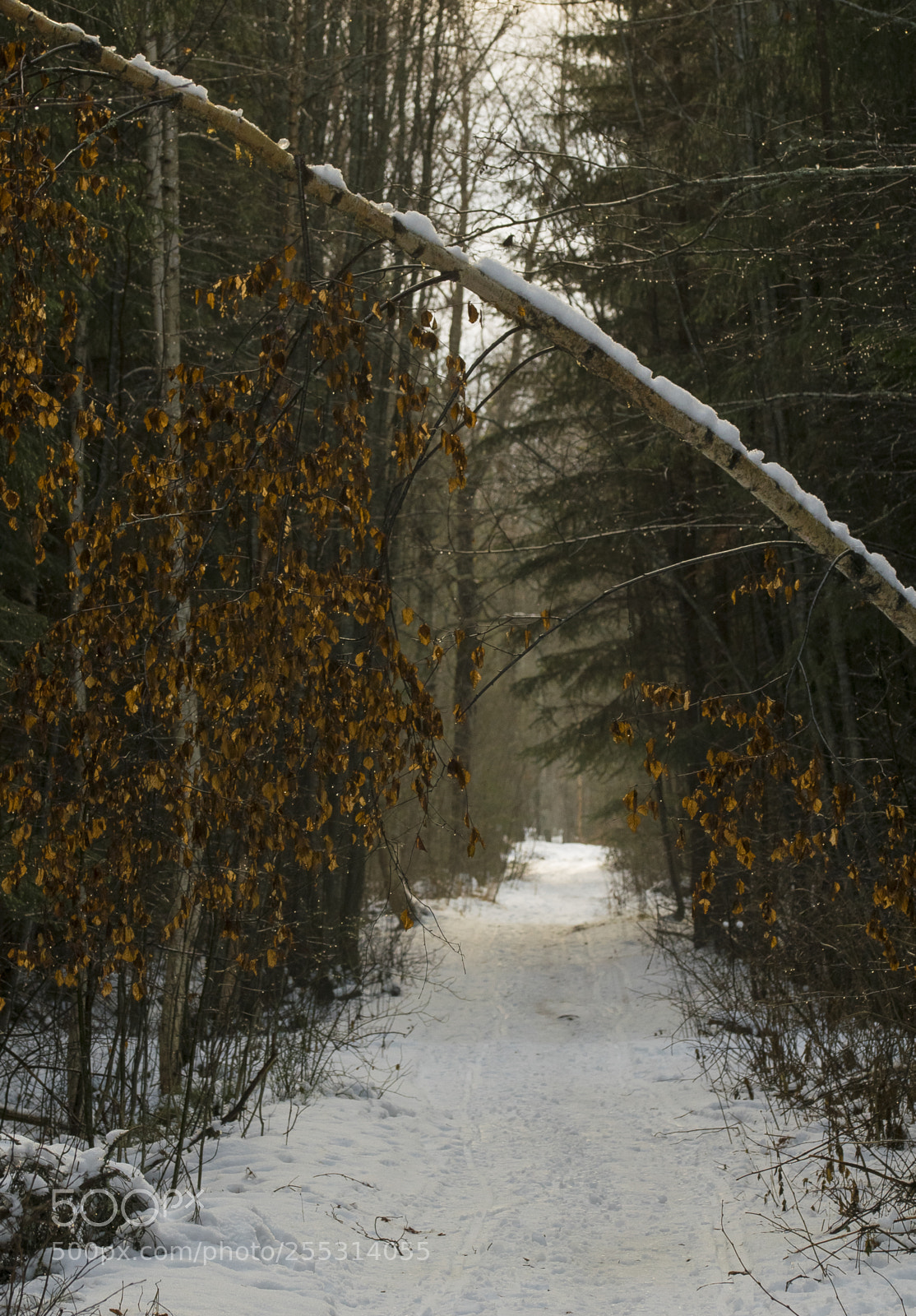 Nikon D5300 sample photo. Winter photography