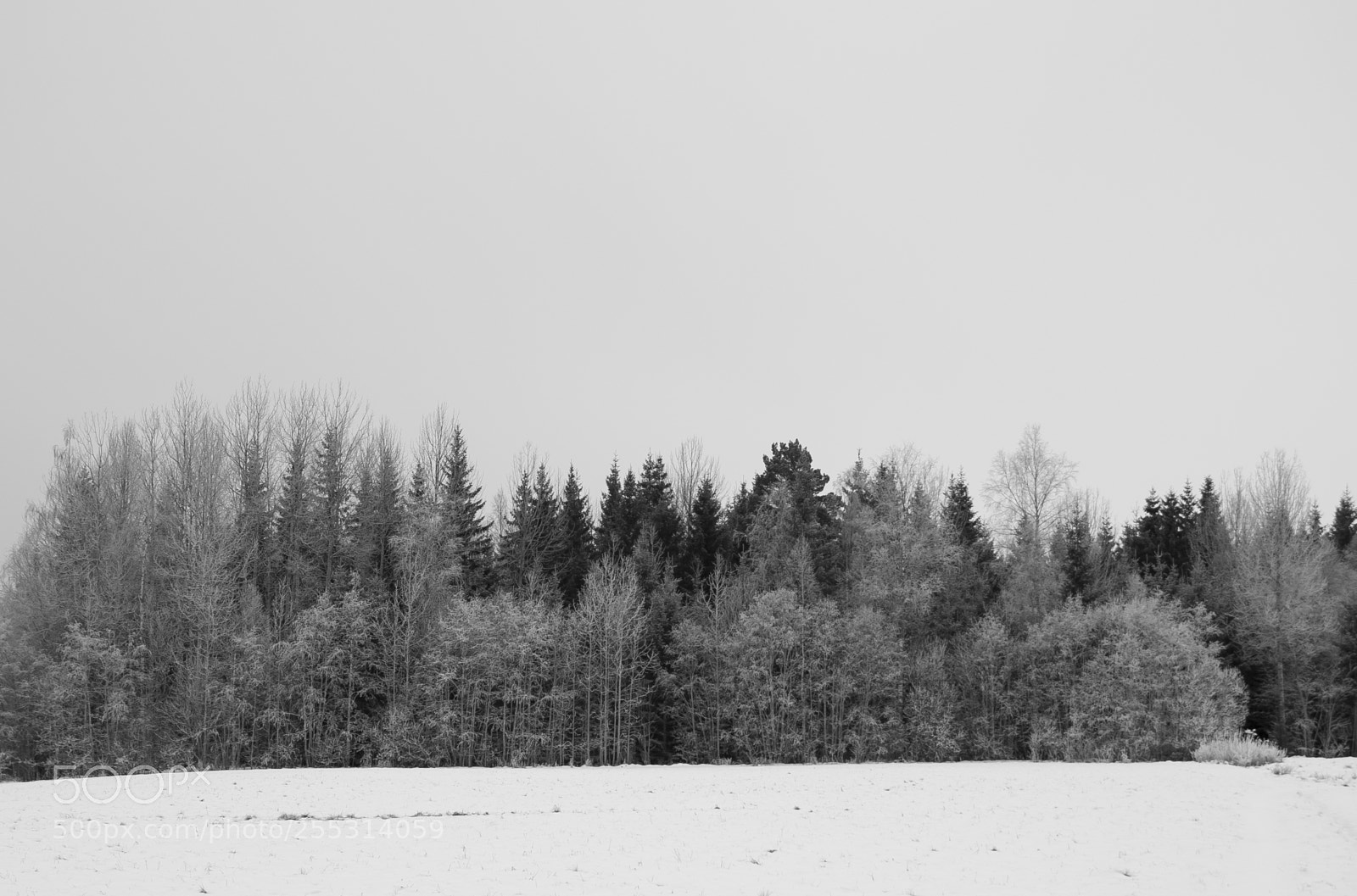 Nikon D5300 sample photo. Winter photography