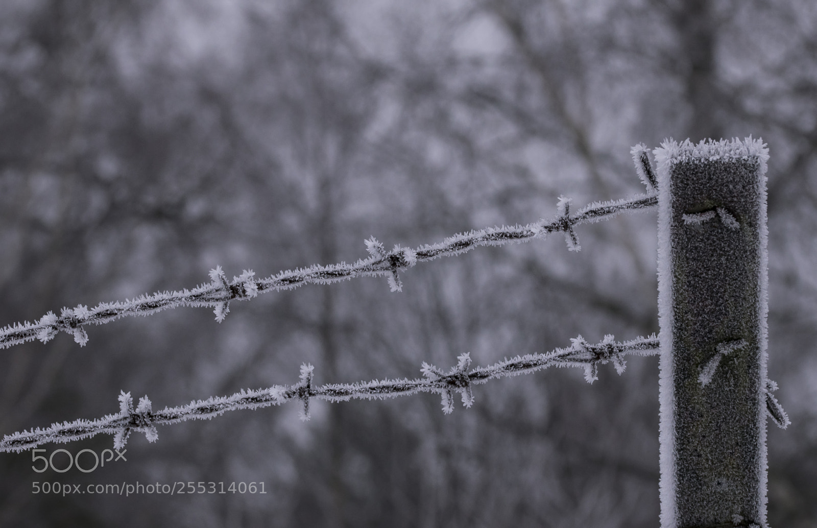 Nikon D5300 sample photo. Winter photography