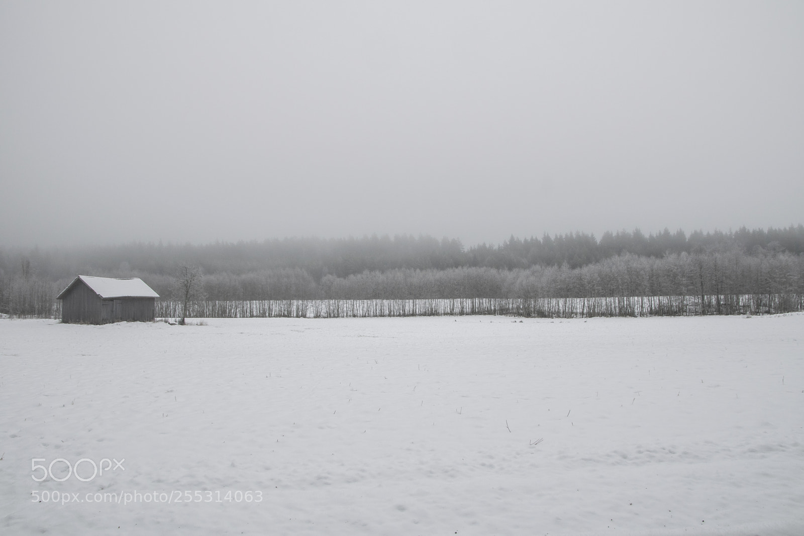 Nikon D5300 sample photo. Winter photography