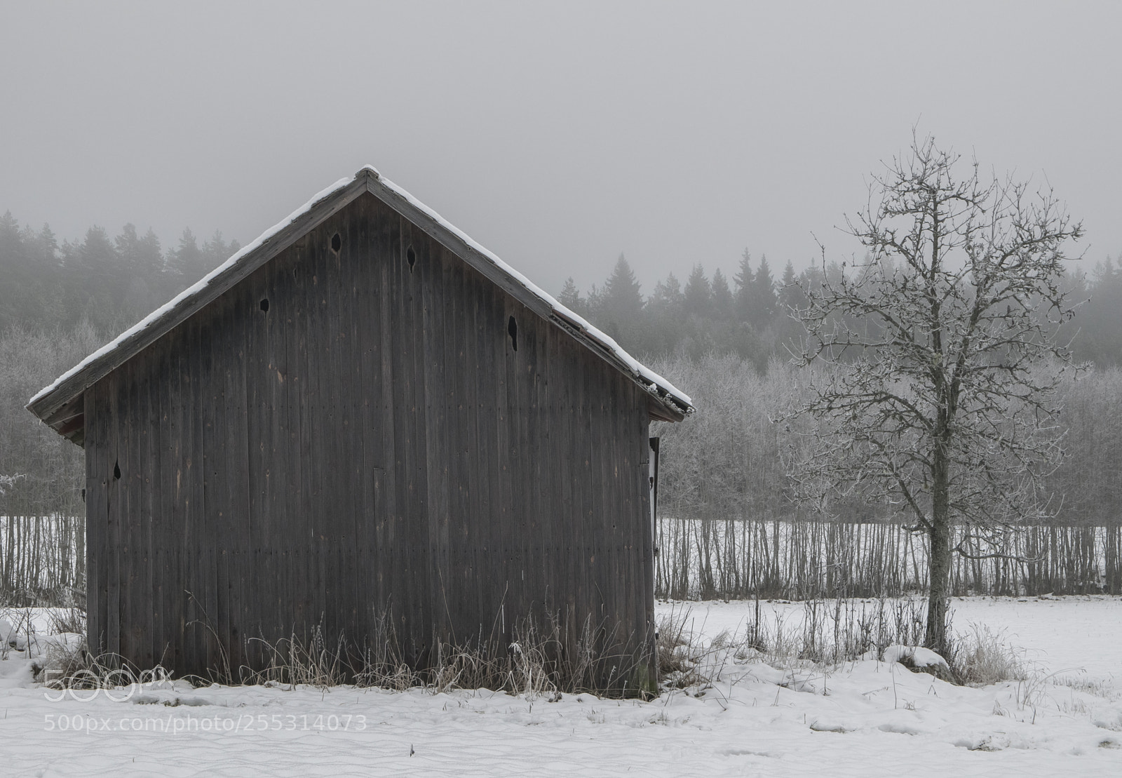 Nikon D5300 sample photo. Winter photography