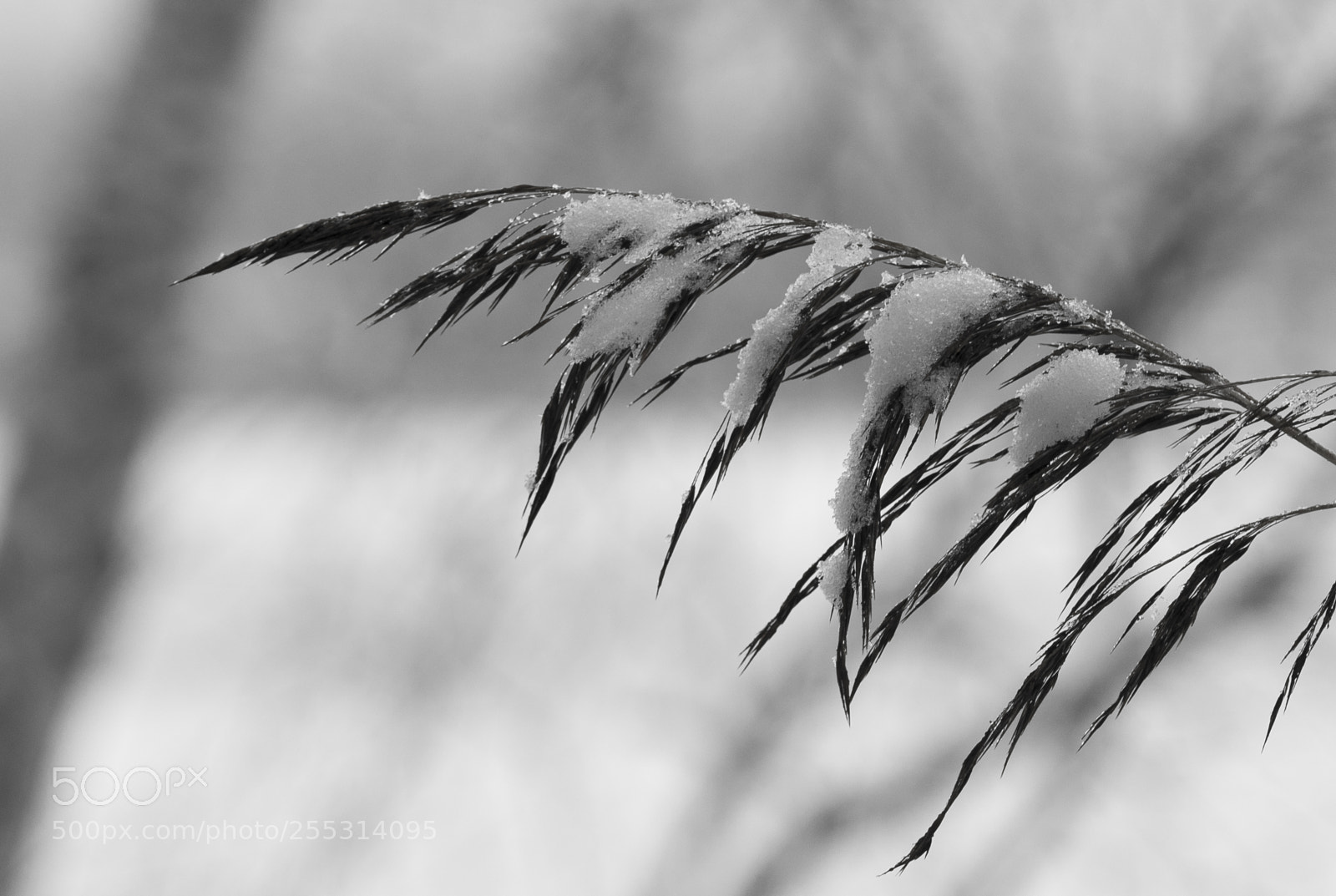Nikon D5300 sample photo. Winter photography