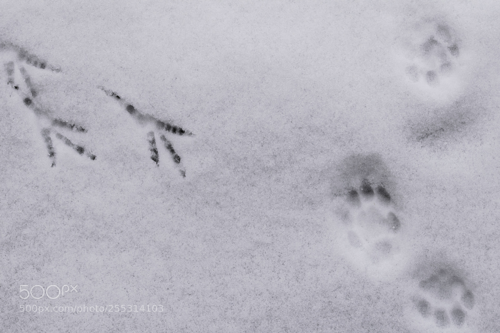 Nikon D5300 sample photo. Winter photography