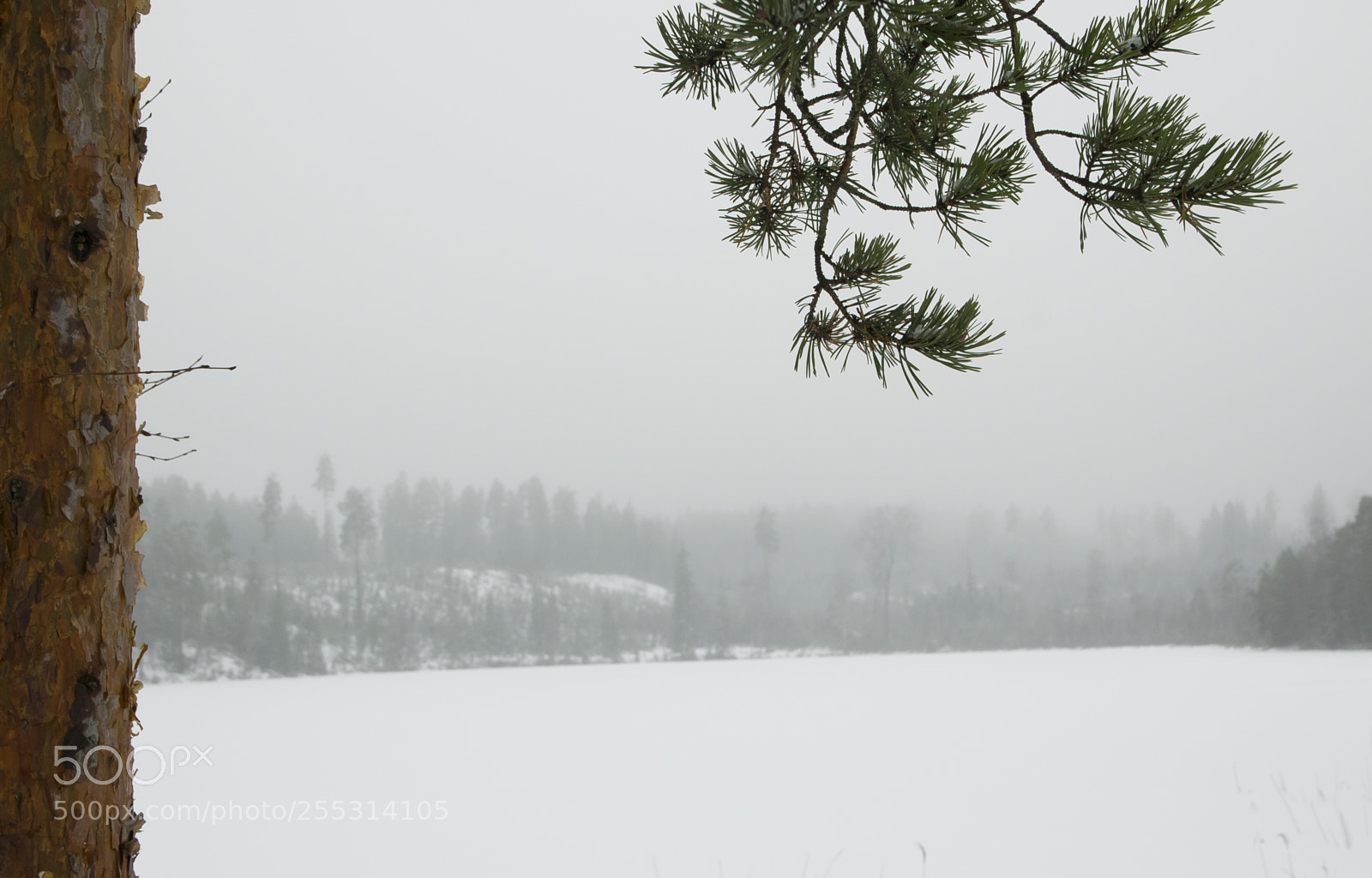 Nikon D5300 sample photo. Winter photography