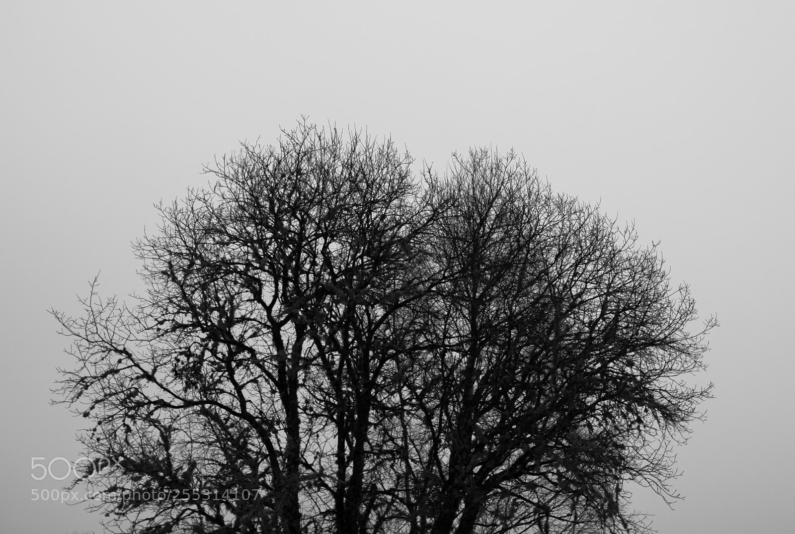 Nikon D5300 sample photo. Winter photography