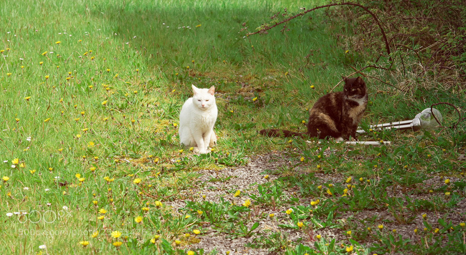 Nikon D810 sample photo. Cats photography