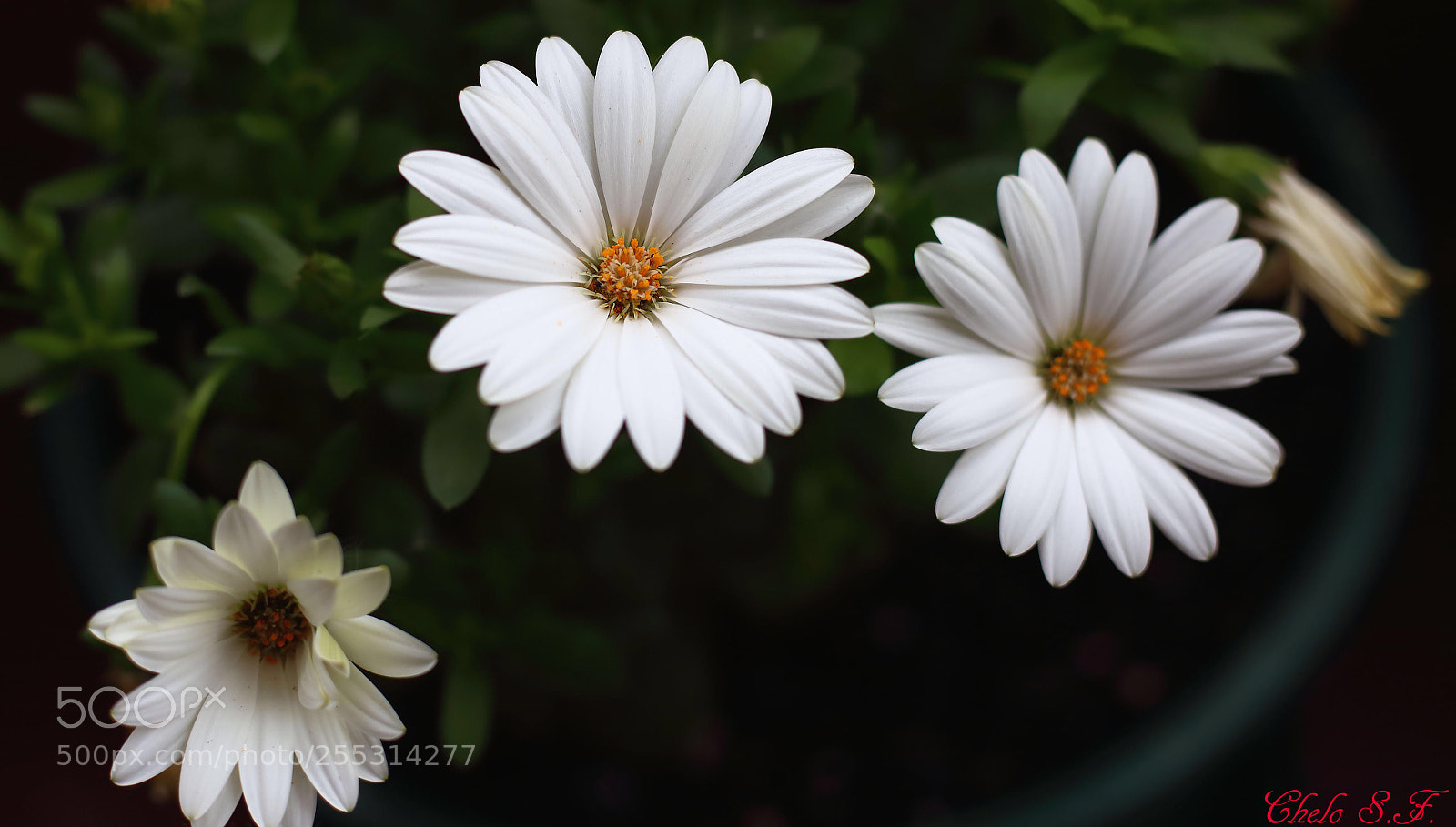 Canon EOS 6D sample photo. Untitled photography