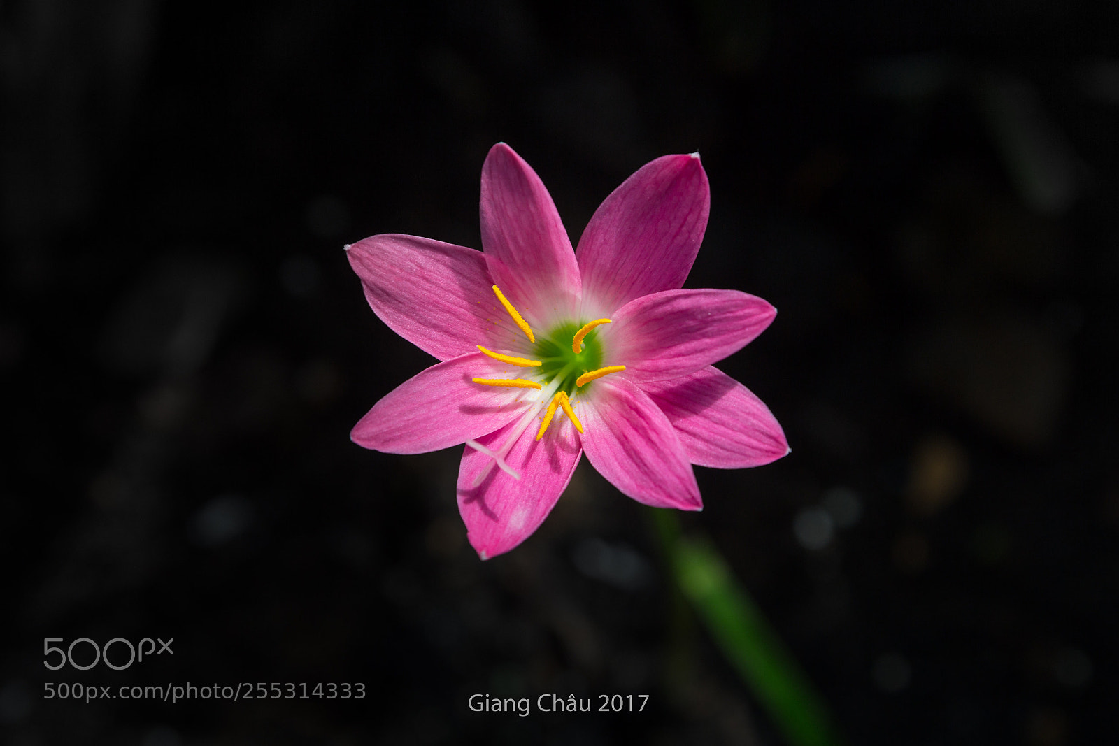 Canon EOS 60D sample photo. Flower photography