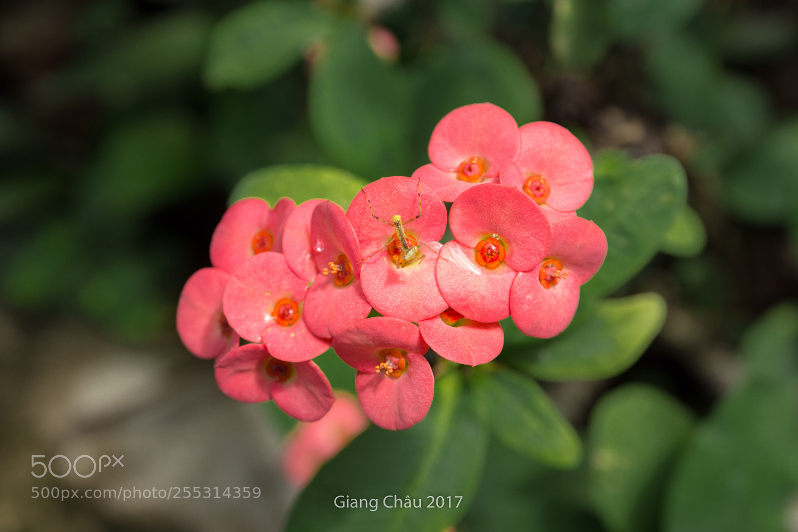 Canon EOS 60D sample photo. Untitled photography