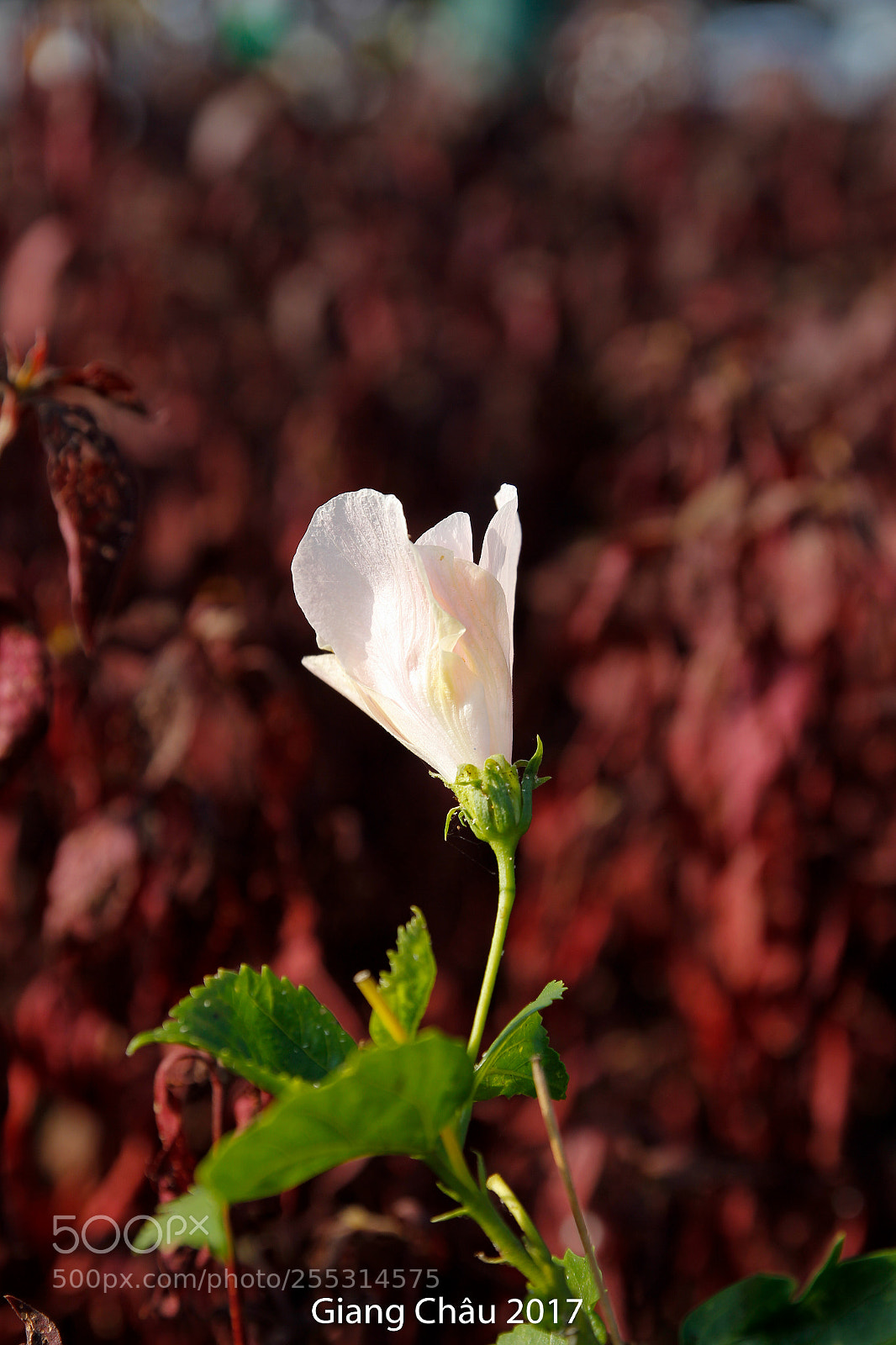 Canon EOS 60D sample photo. Untitled photography