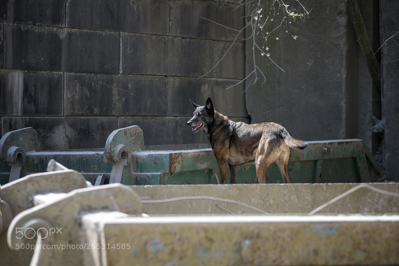 Nikon D750 sample photo. A search dog during photography