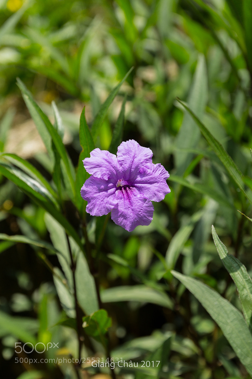 Canon EOS 60D sample photo. Untitled photography