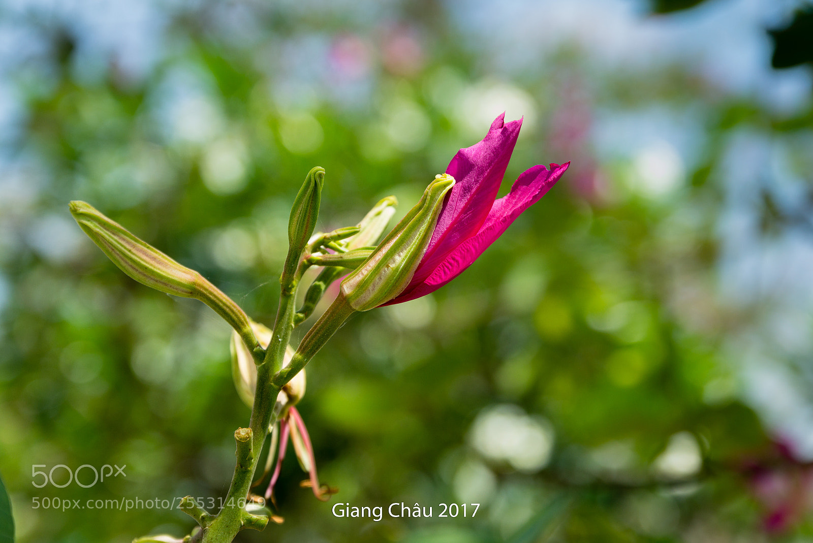 Canon EOS 60D sample photo. Untitled photography