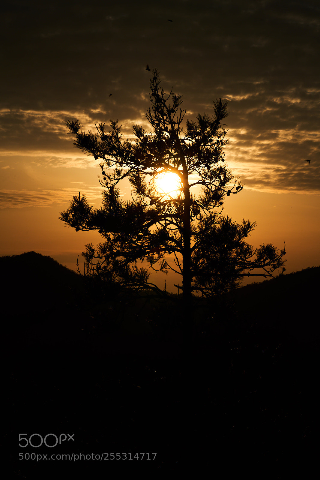Sony a7R III sample photo. Untitled photography