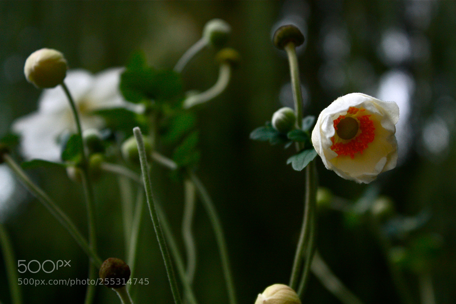 Canon EOS 450D (EOS Rebel XSi / EOS Kiss X2) sample photo. Anemone giverny photography