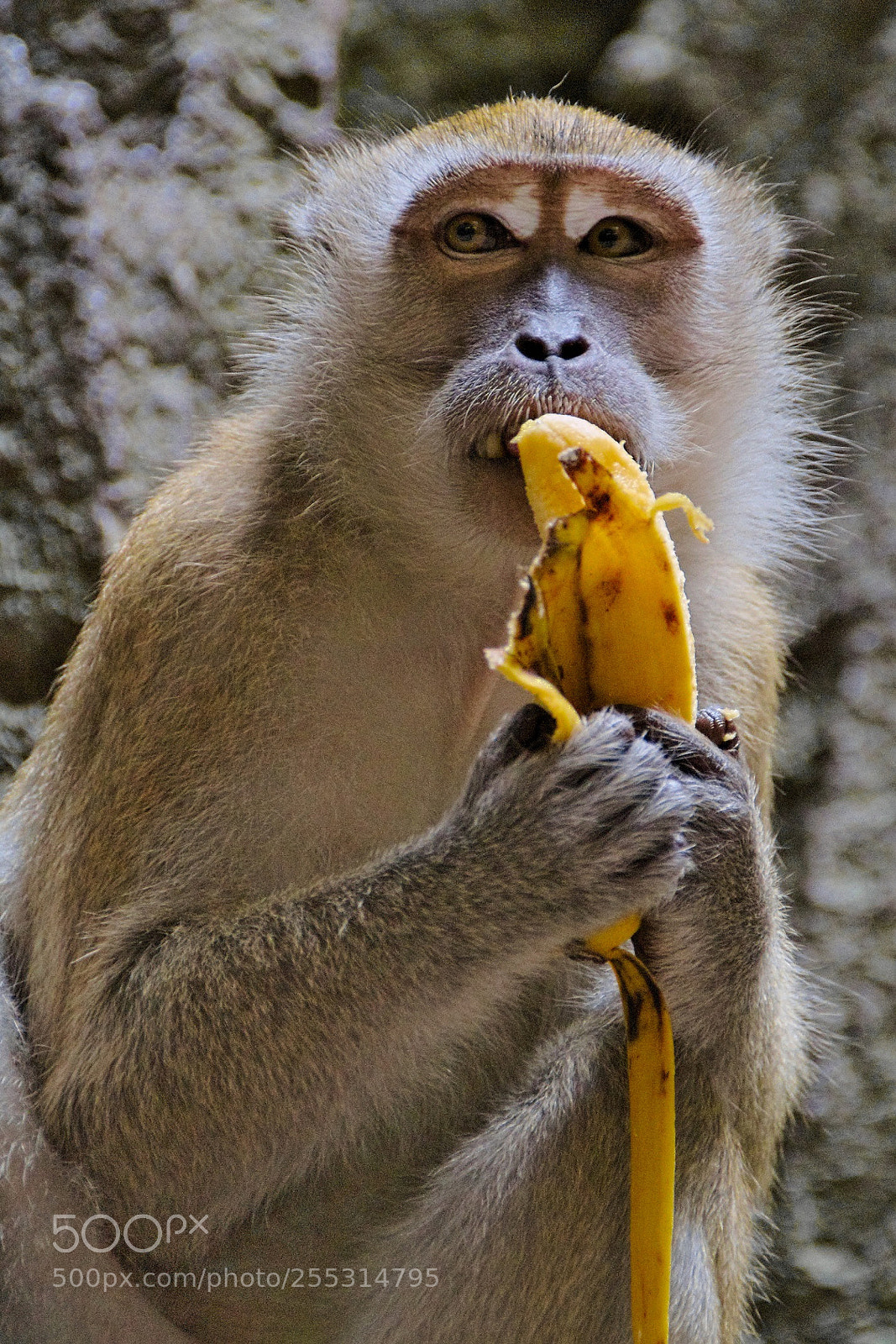 Canon EOS 7D sample photo. Ape love banana photography