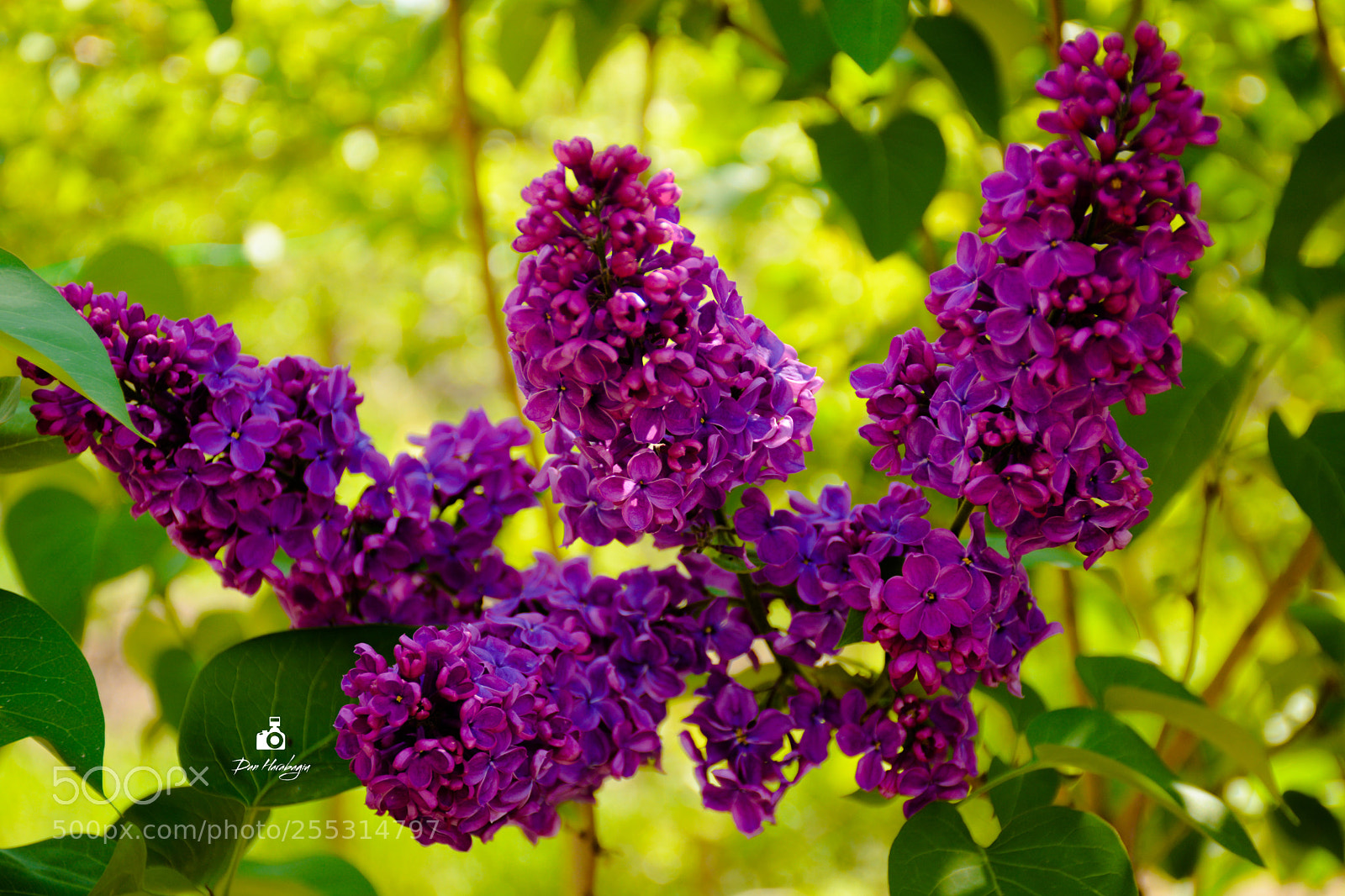 Nikon D7100 sample photo. Lilac photography