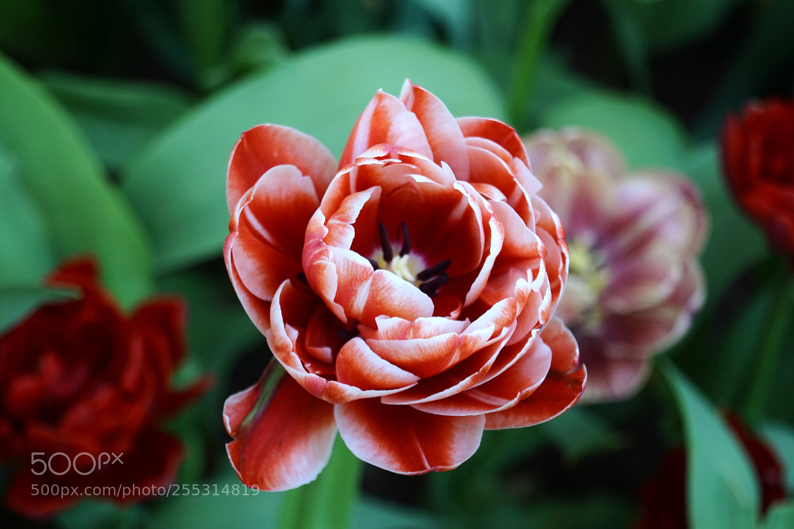 Sony SLT-A68 sample photo. Lovely petals photography