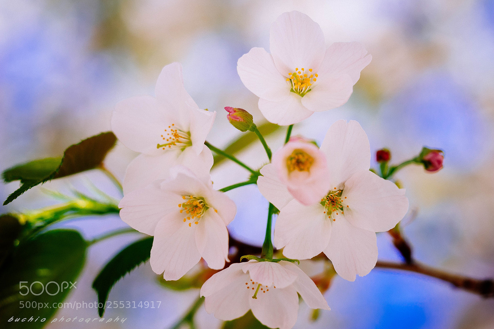 Olympus OM-D E-M1 sample photo. Cherry blossom photography