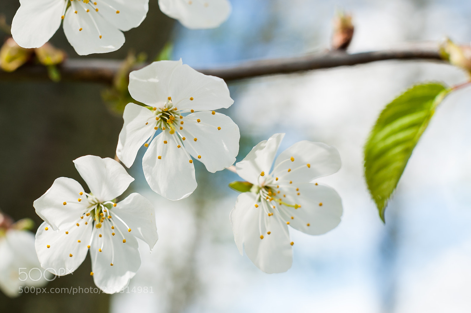 Nikon D700 sample photo. Signs of spring photography