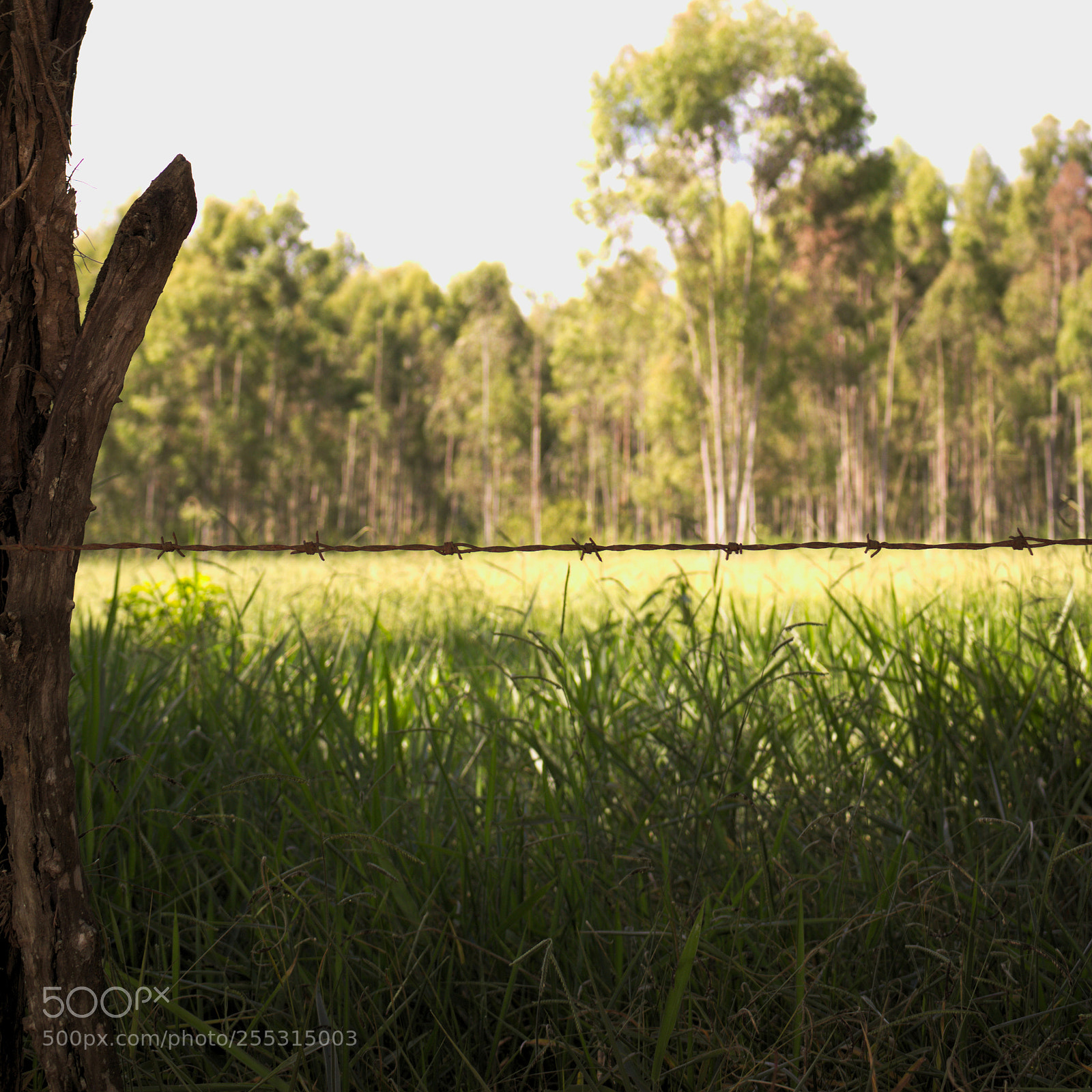 Canon EOS 700D (EOS Rebel T5i / EOS Kiss X7i) sample photo. Fence and field photography