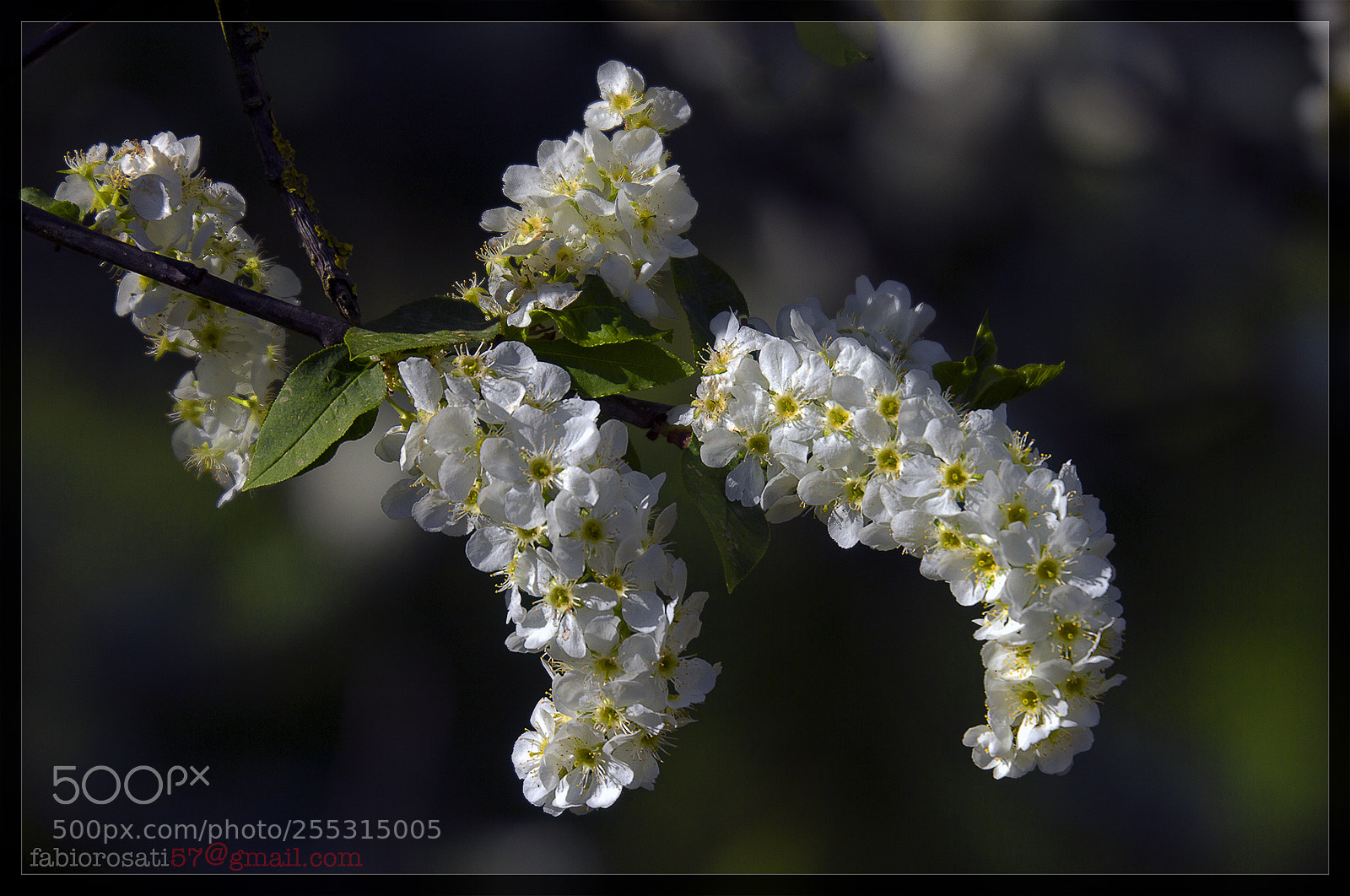 Canon EOS 60D sample photo. Dark clear spring photography
